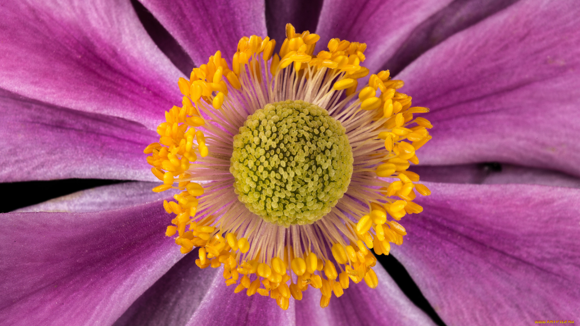 цветы, анемоны, , сон-трава, макро