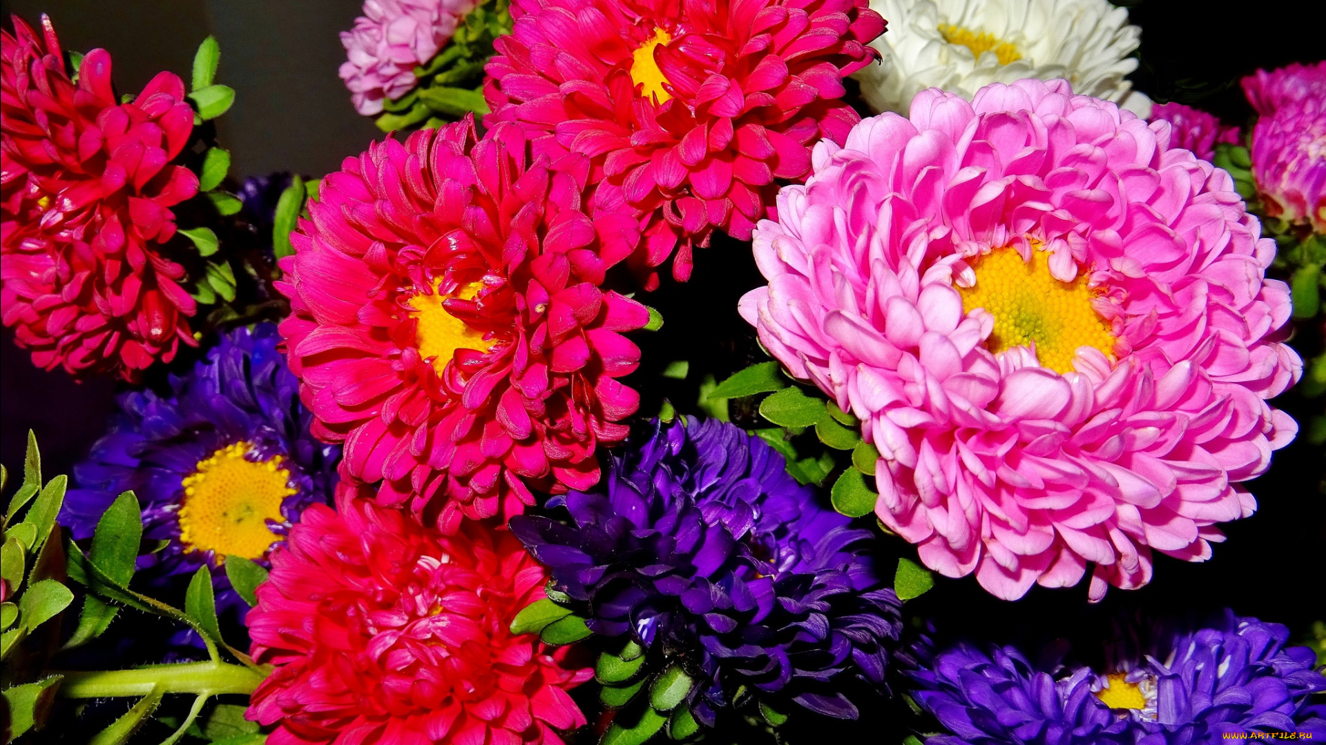 цветы, астры