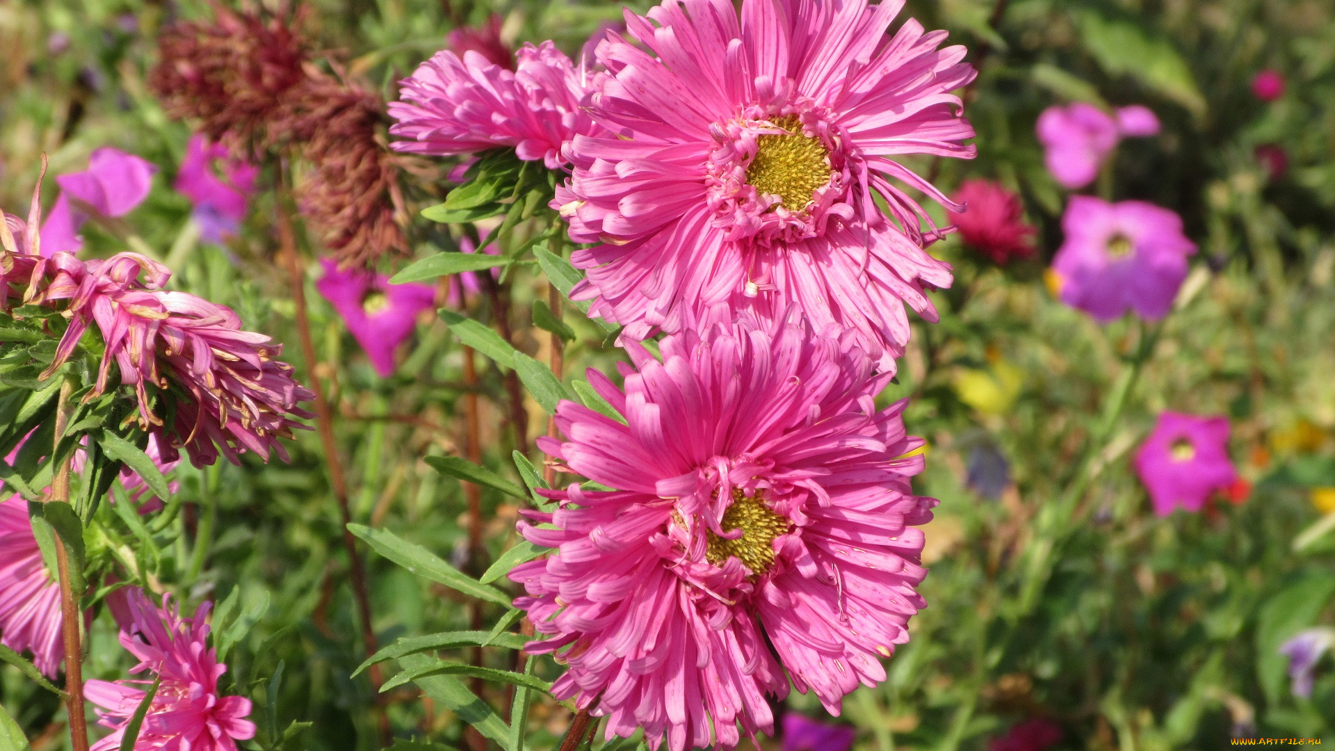 цветы, астры