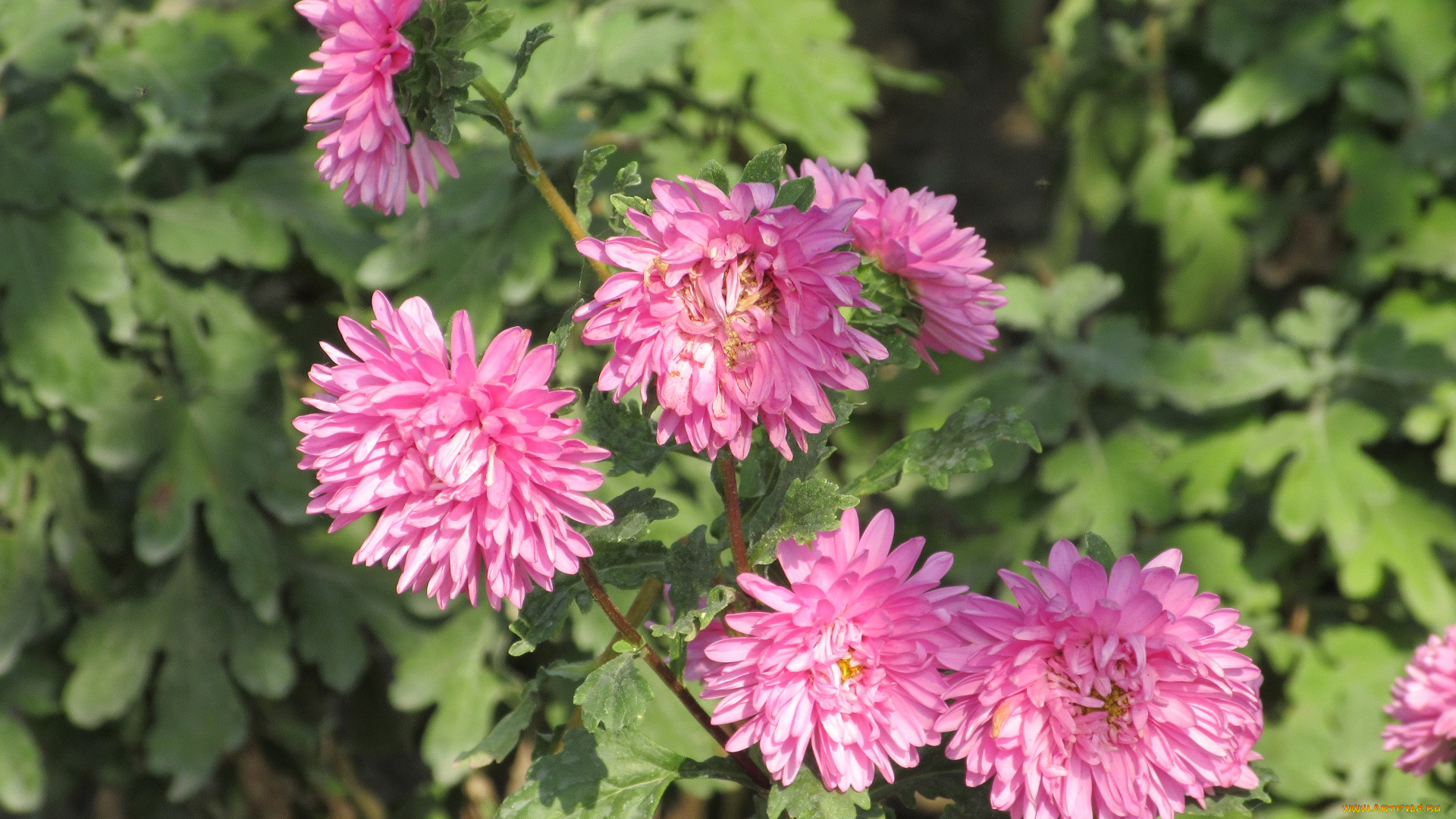 цветы, астры