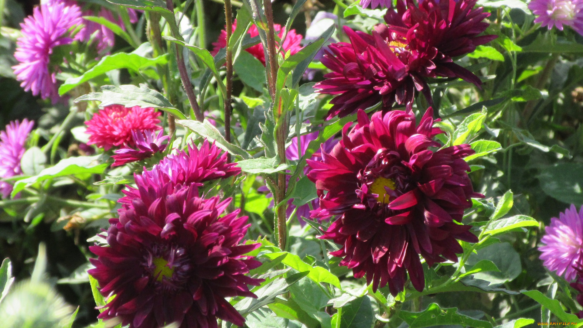 цветы, астры