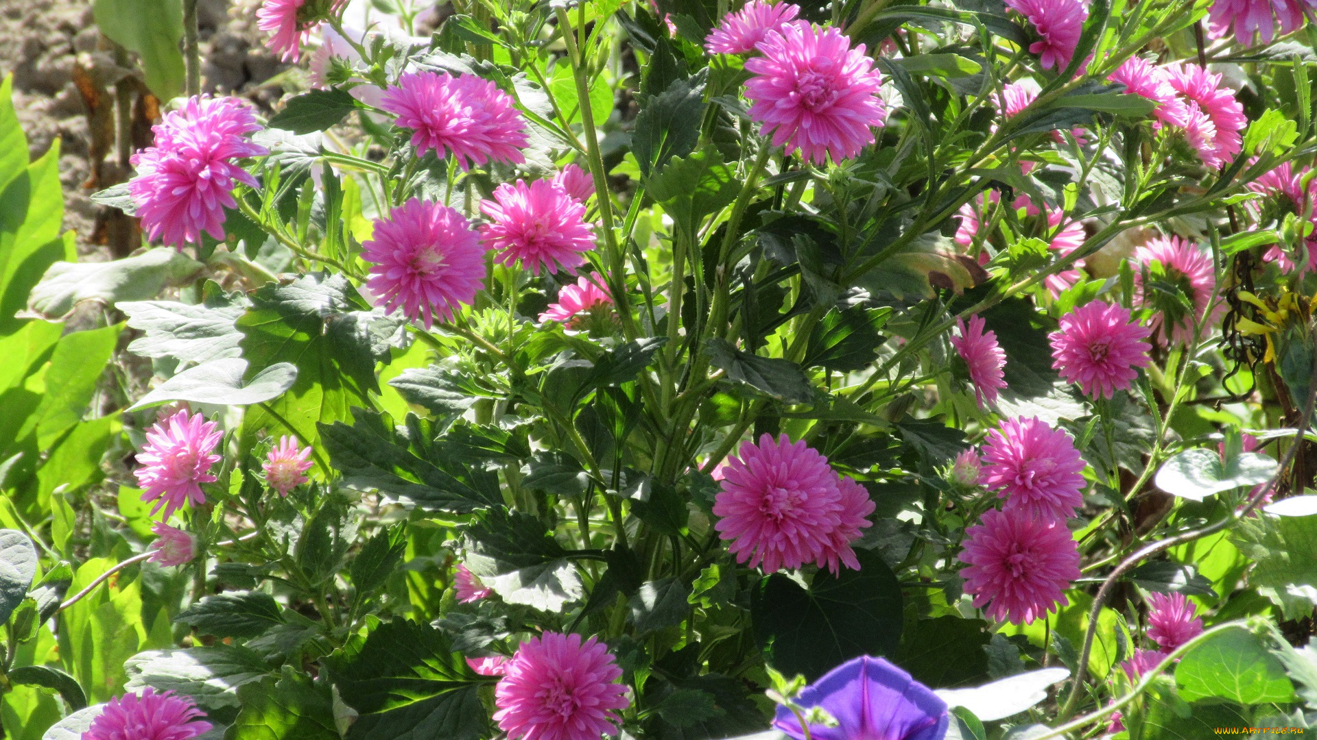 цветы, астры