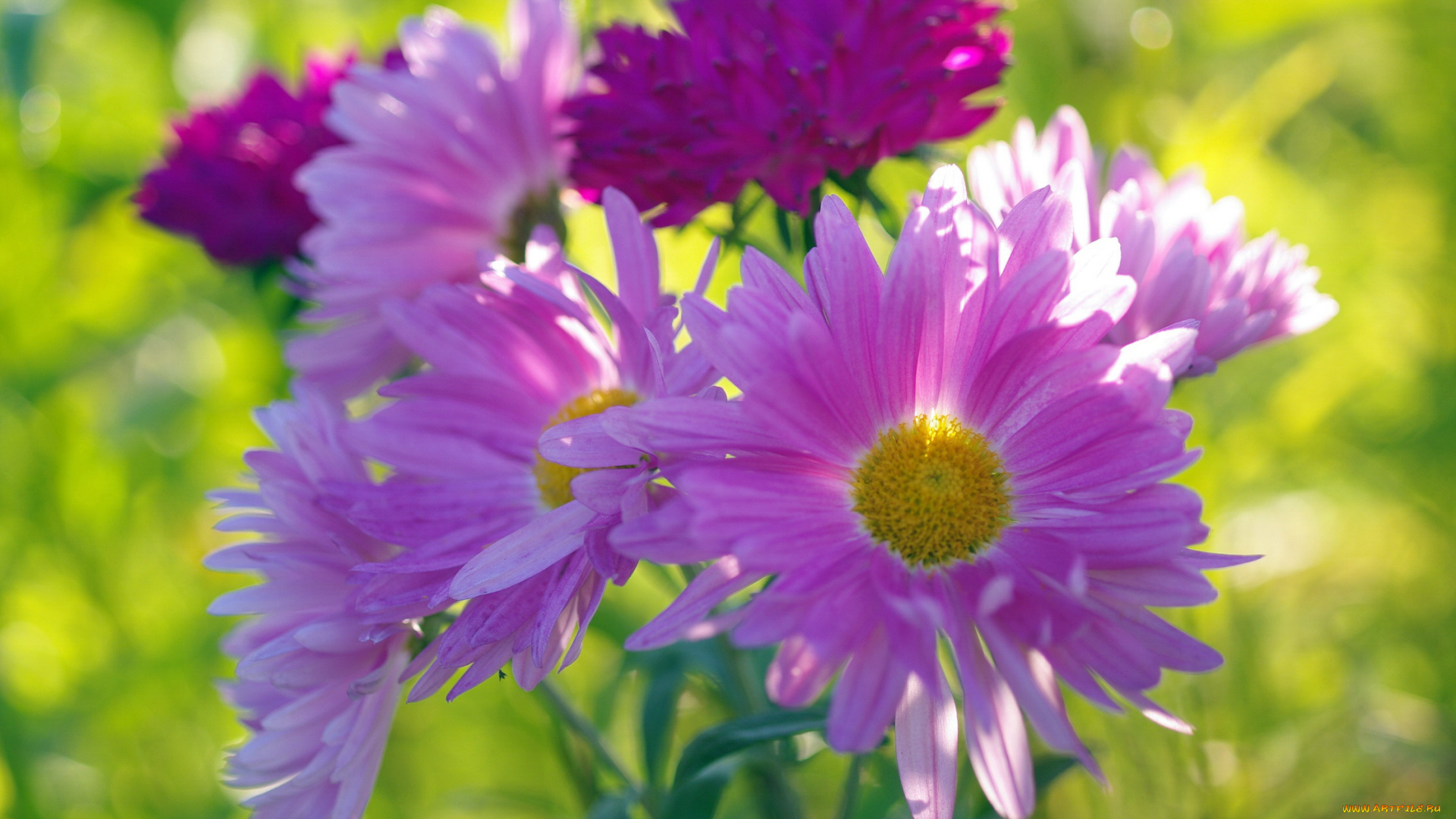 цветы, астры, дача, природа, осень, хризантемы, сентябрь, красота, букет