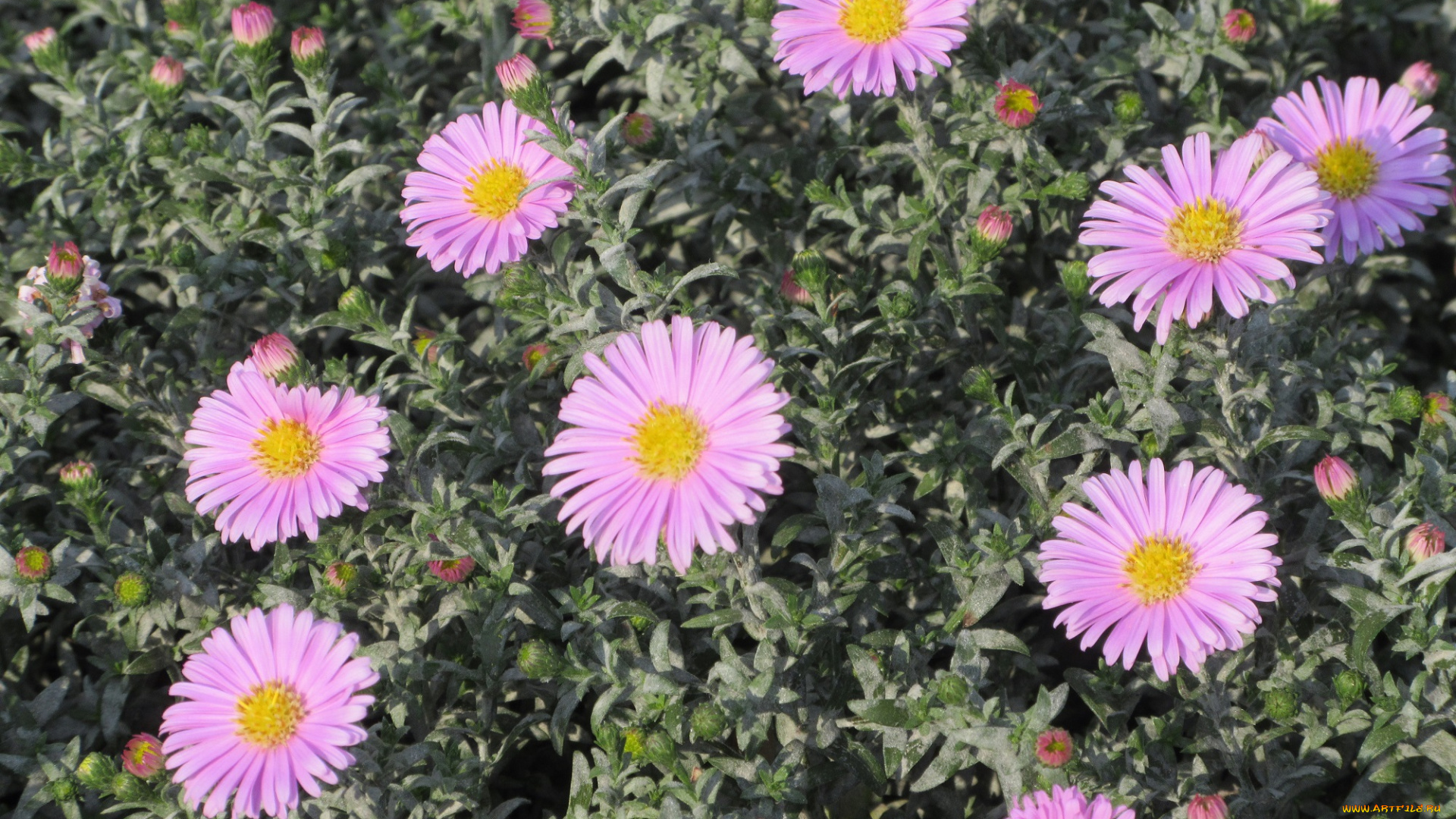 цветы, астры, розовые