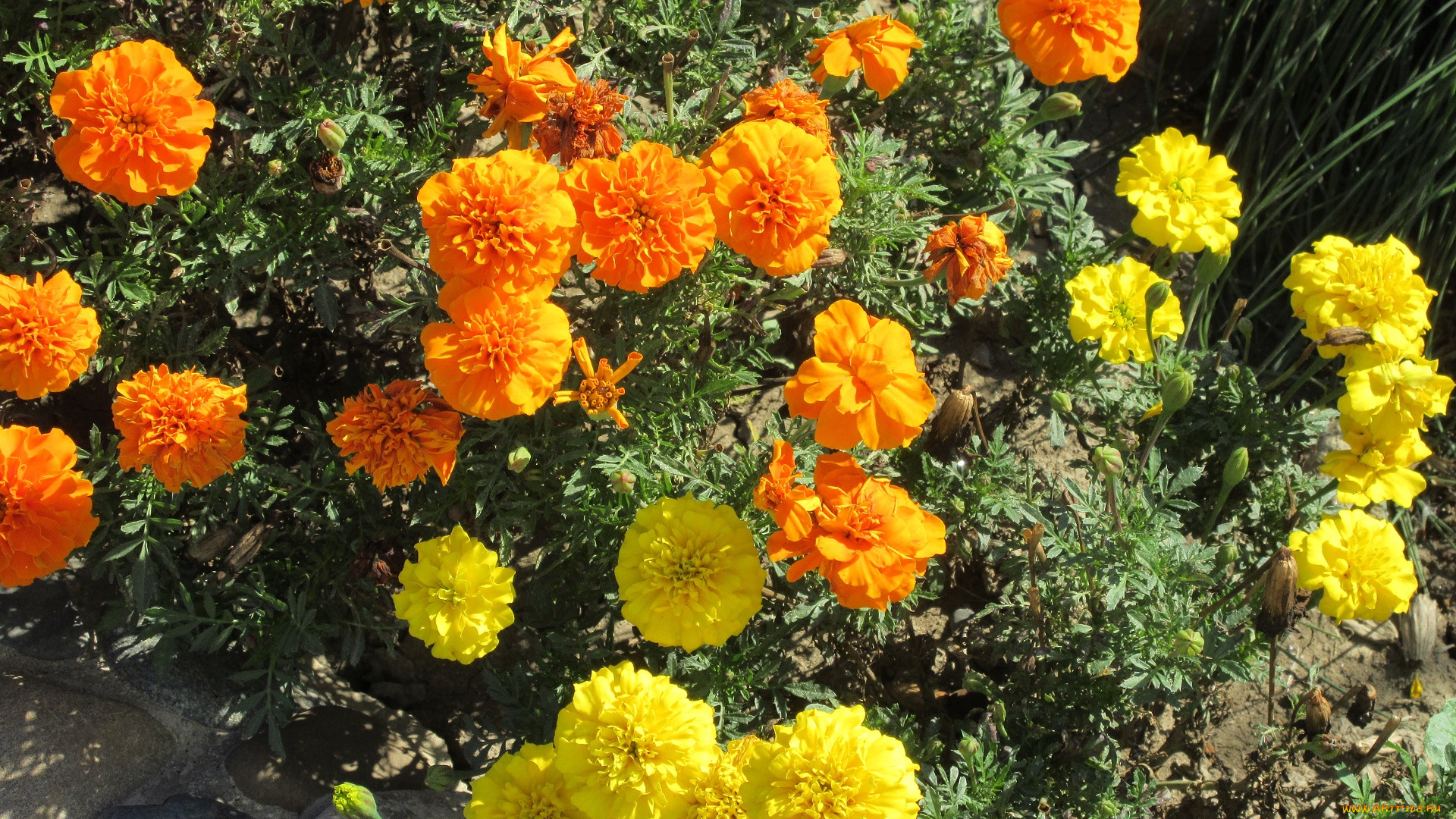 цветы, бархатцы