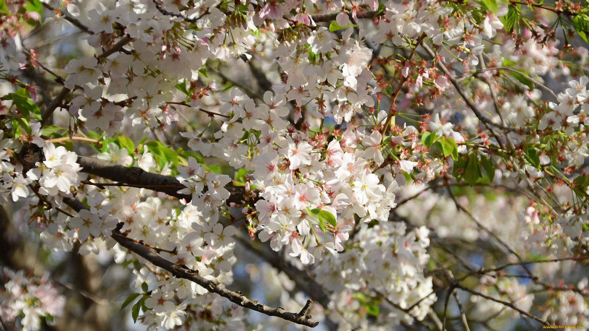 цветы, цветущие, деревья, , , кустарники, весна