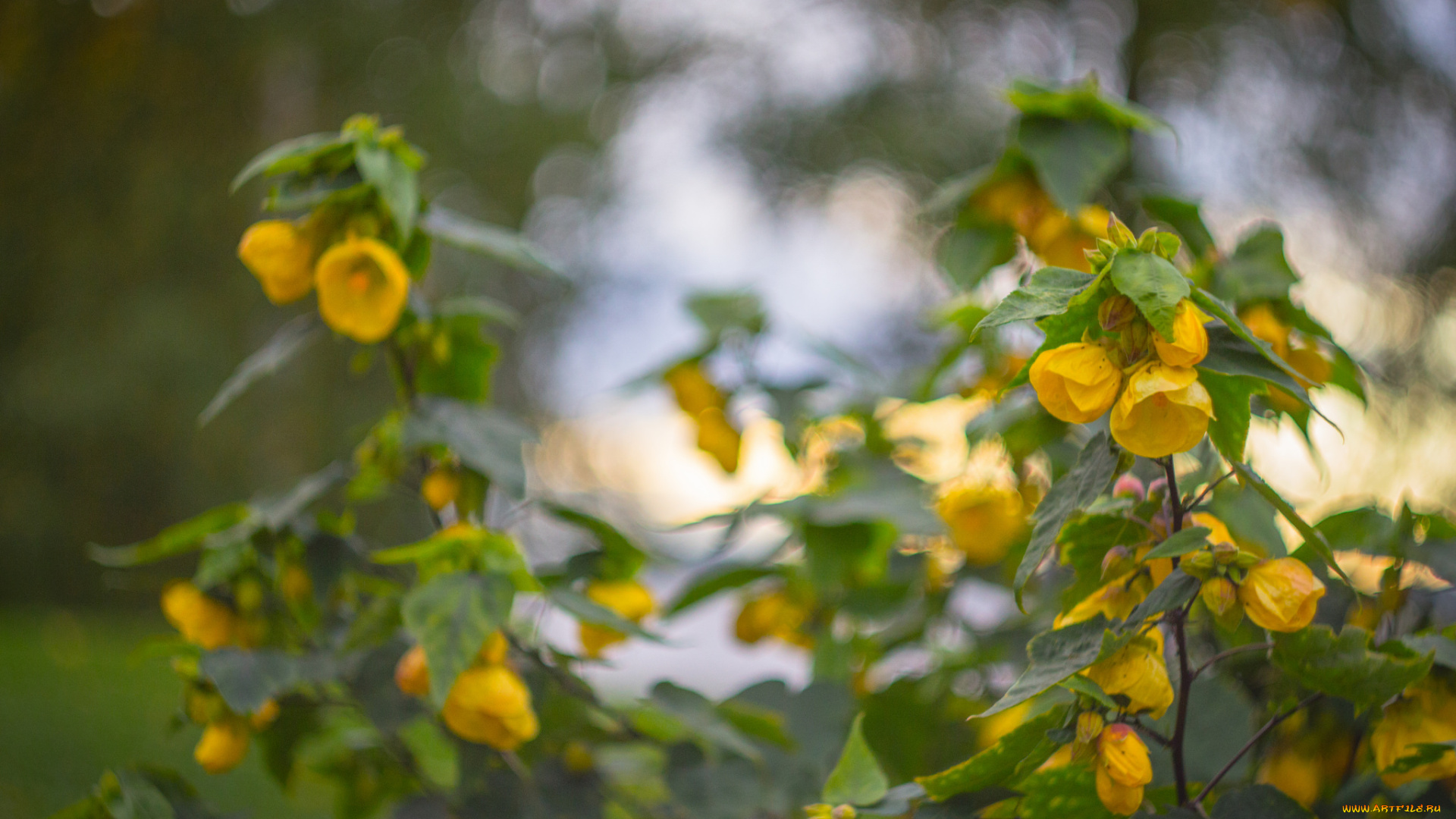 цветы, цветущие, деревья, , , кустарники, жёлтые