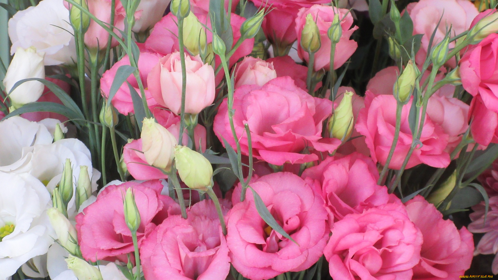 цветы, эустома, розовые