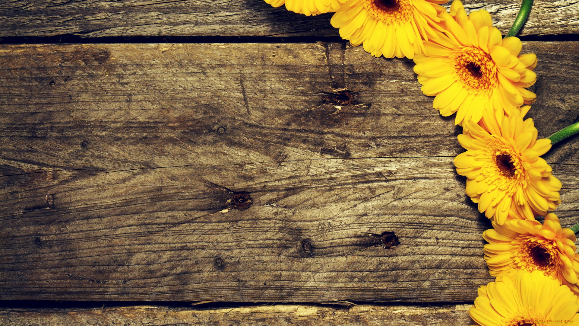 цветы, герберы, желтые, доски, гербера
