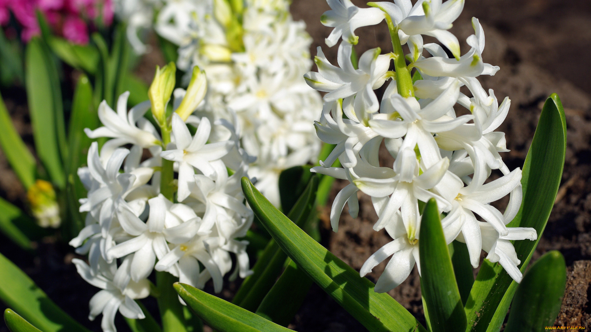 цветы, гиацинты, белоснежность, белый, цвет, весна, красота, дача, флора, май, растения, первоцветы, природа, радость, макро