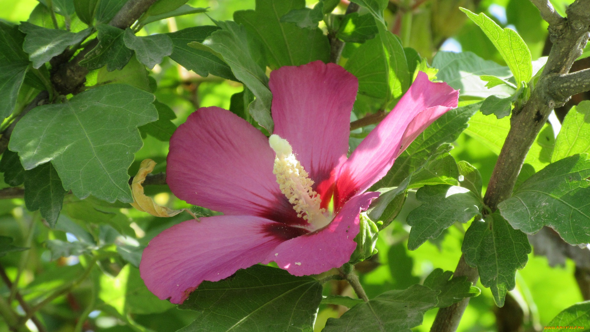 цветы, гибискусы, розовый