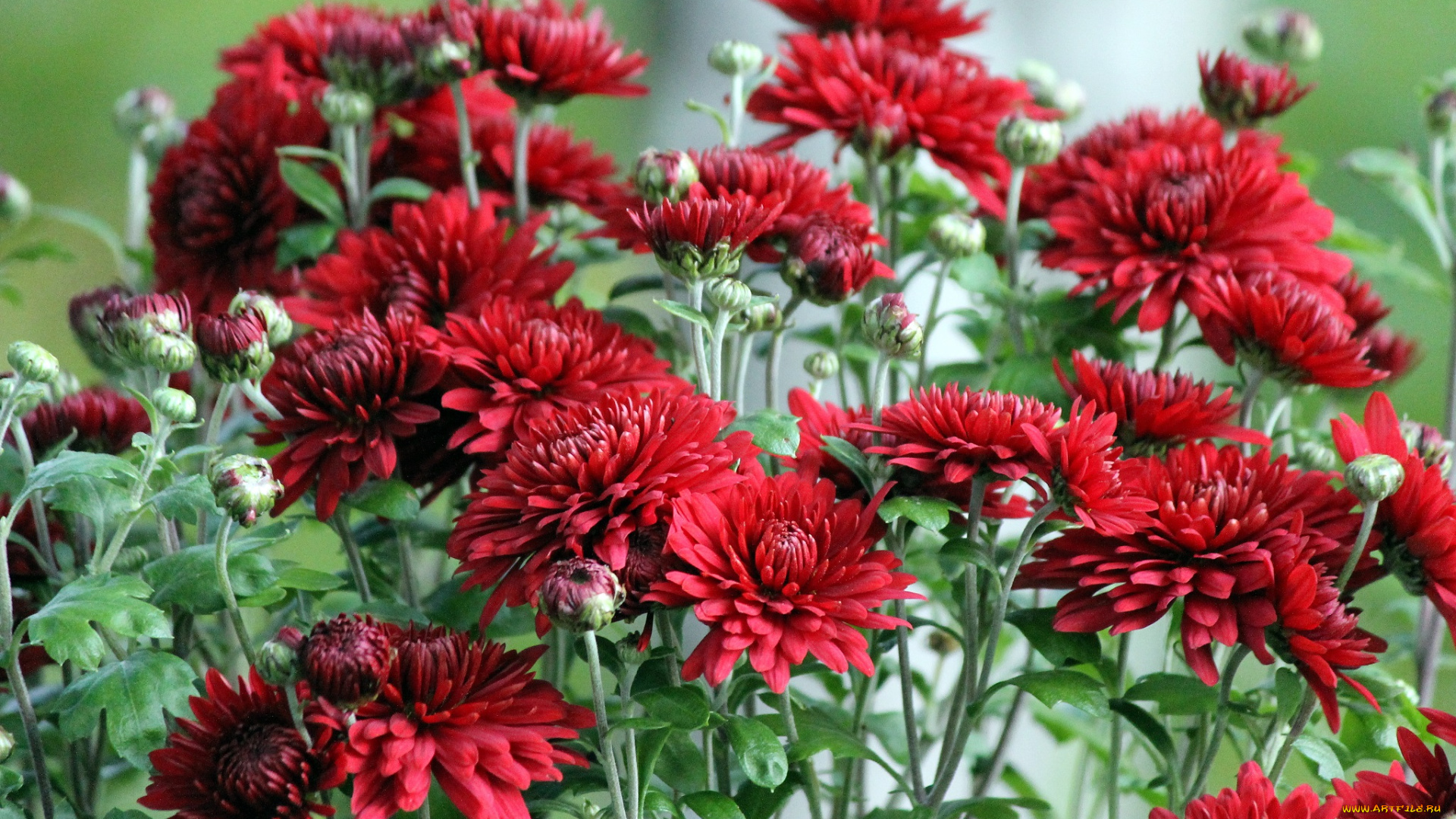 цветы, хризантемы, цветки, лепестки