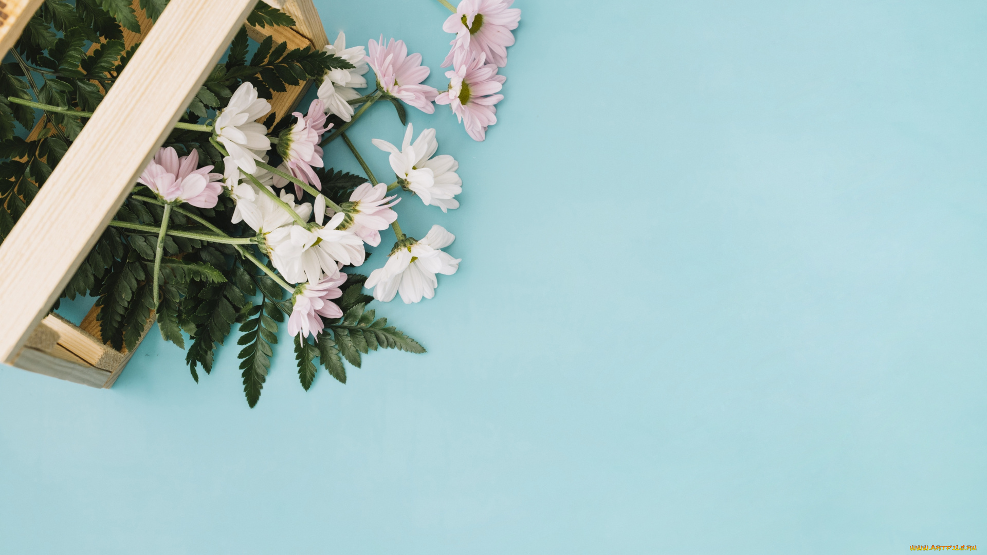 цветы, хризантемы, коробка, фон