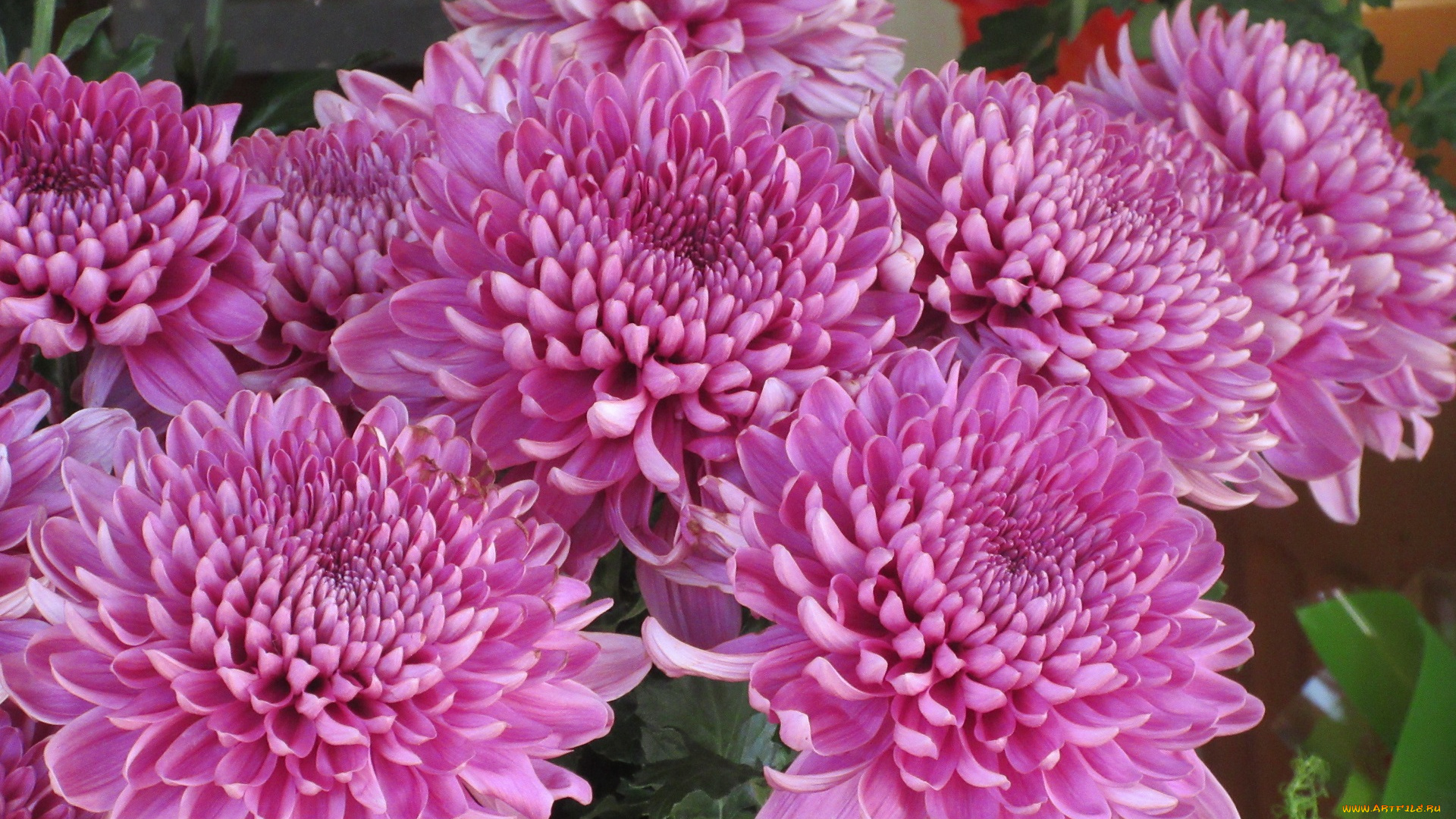 цветы, хризантемы, розовые