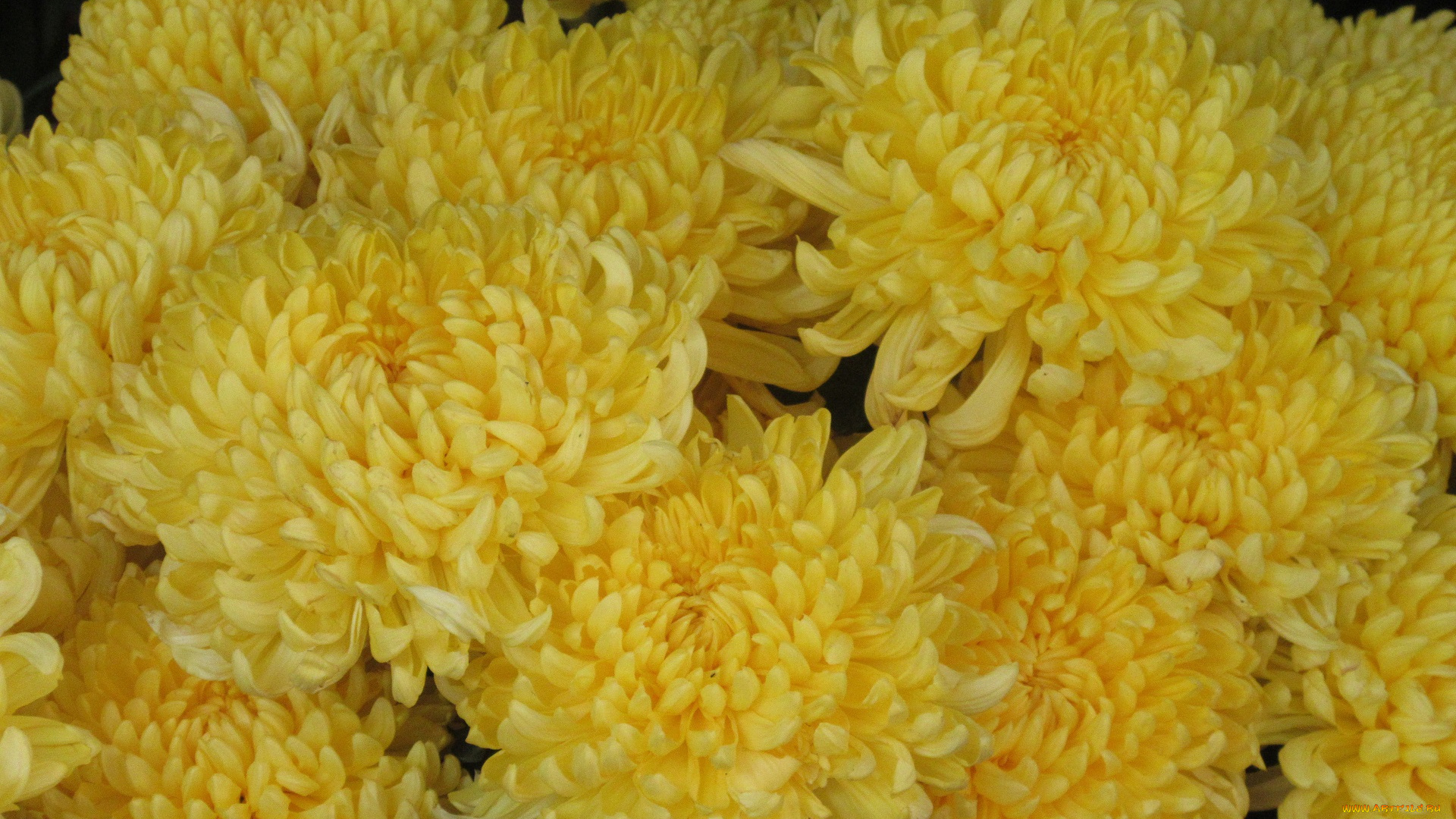 цветы, хризантемы, жёлтые
