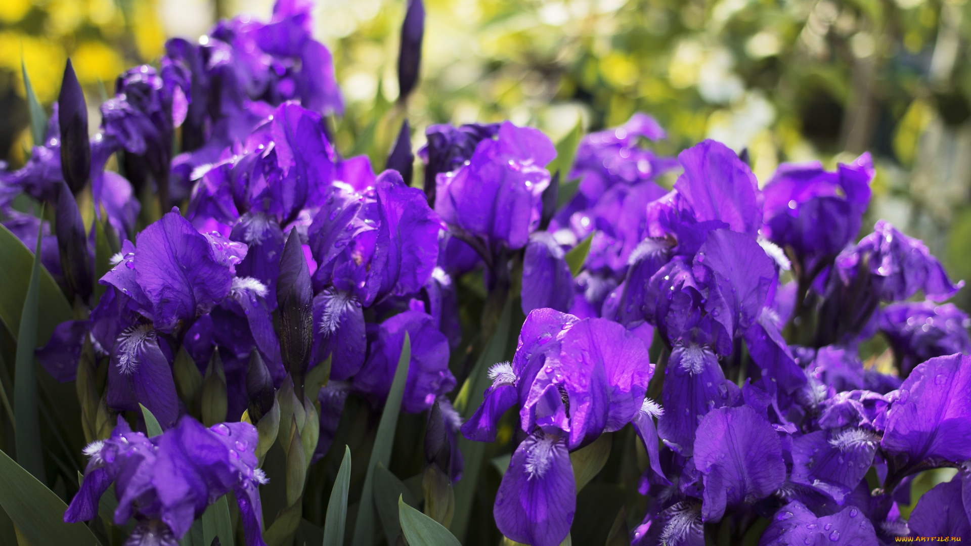 цветы, ирисы