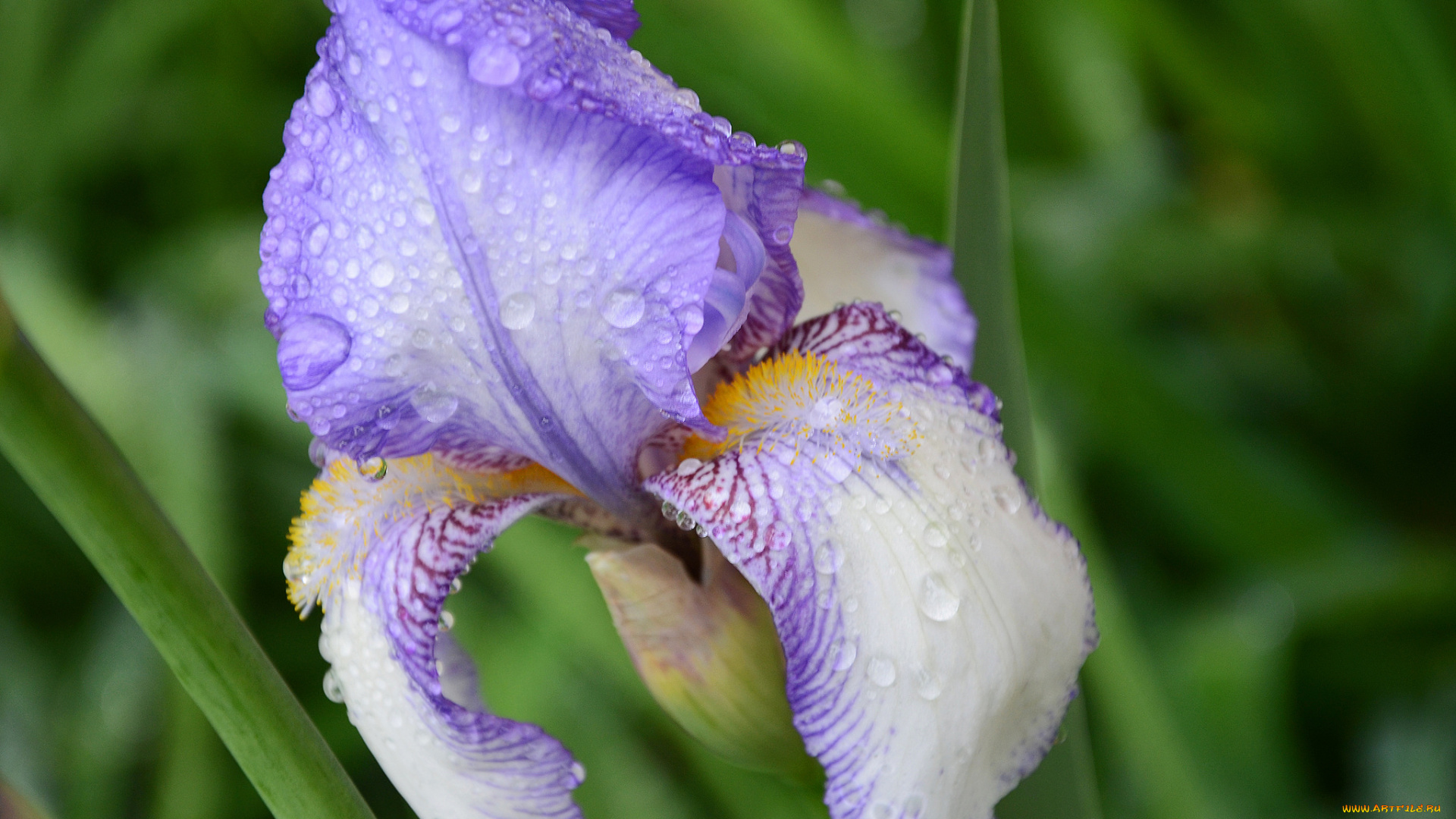 цветы, ирисы, ирис