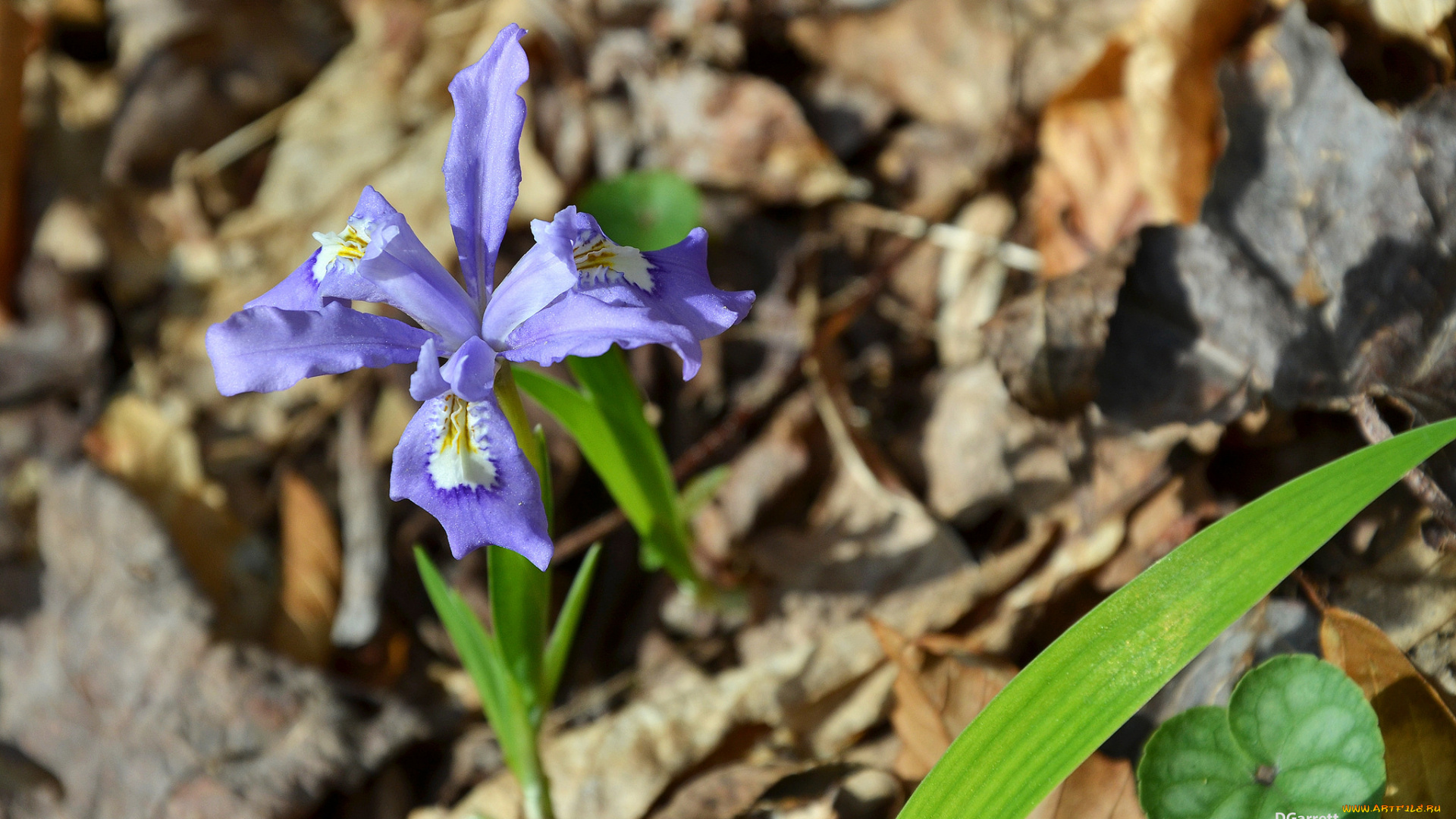 цветы, ирисы, весна