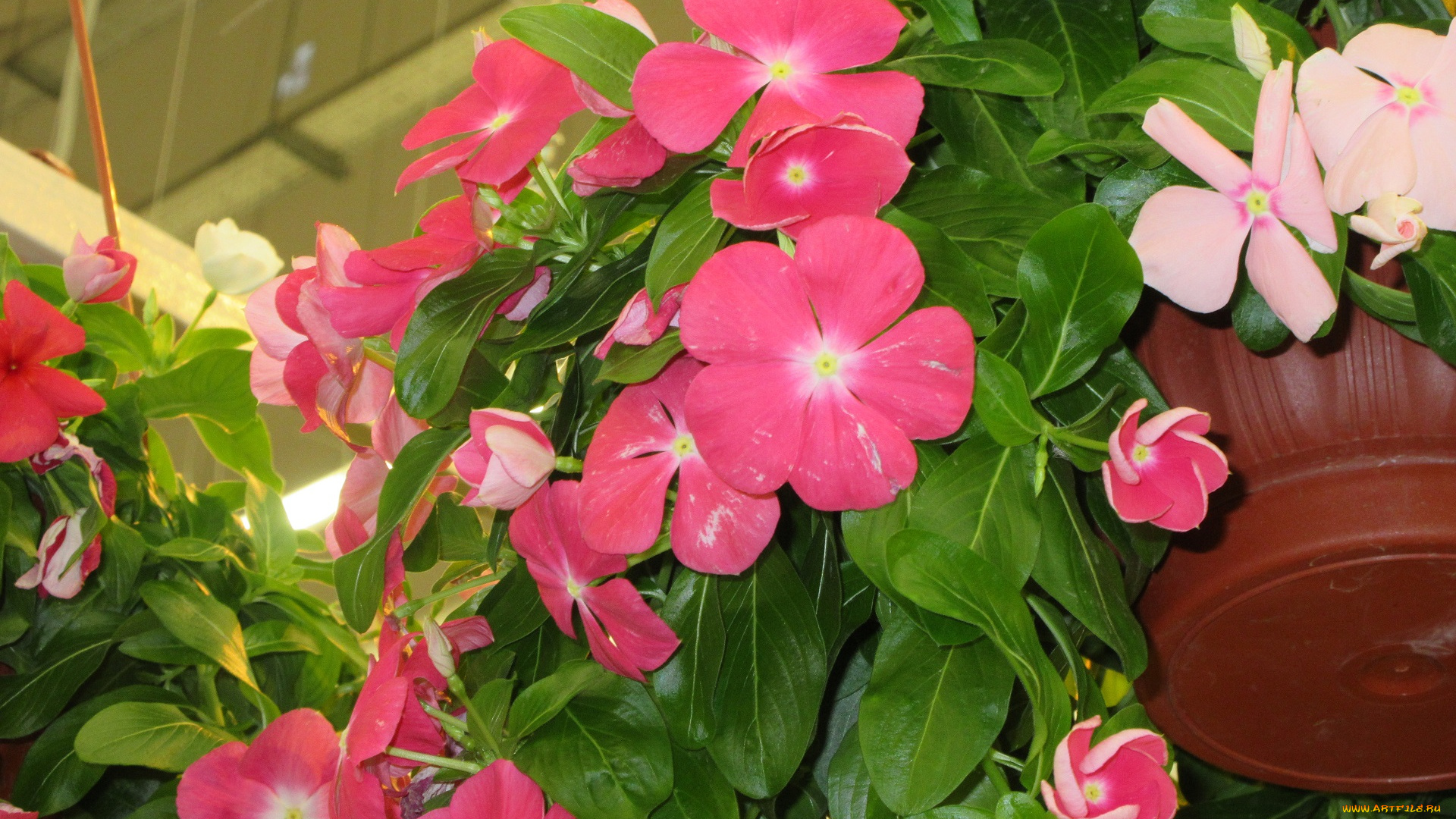 цветы, катарантусы, розовые