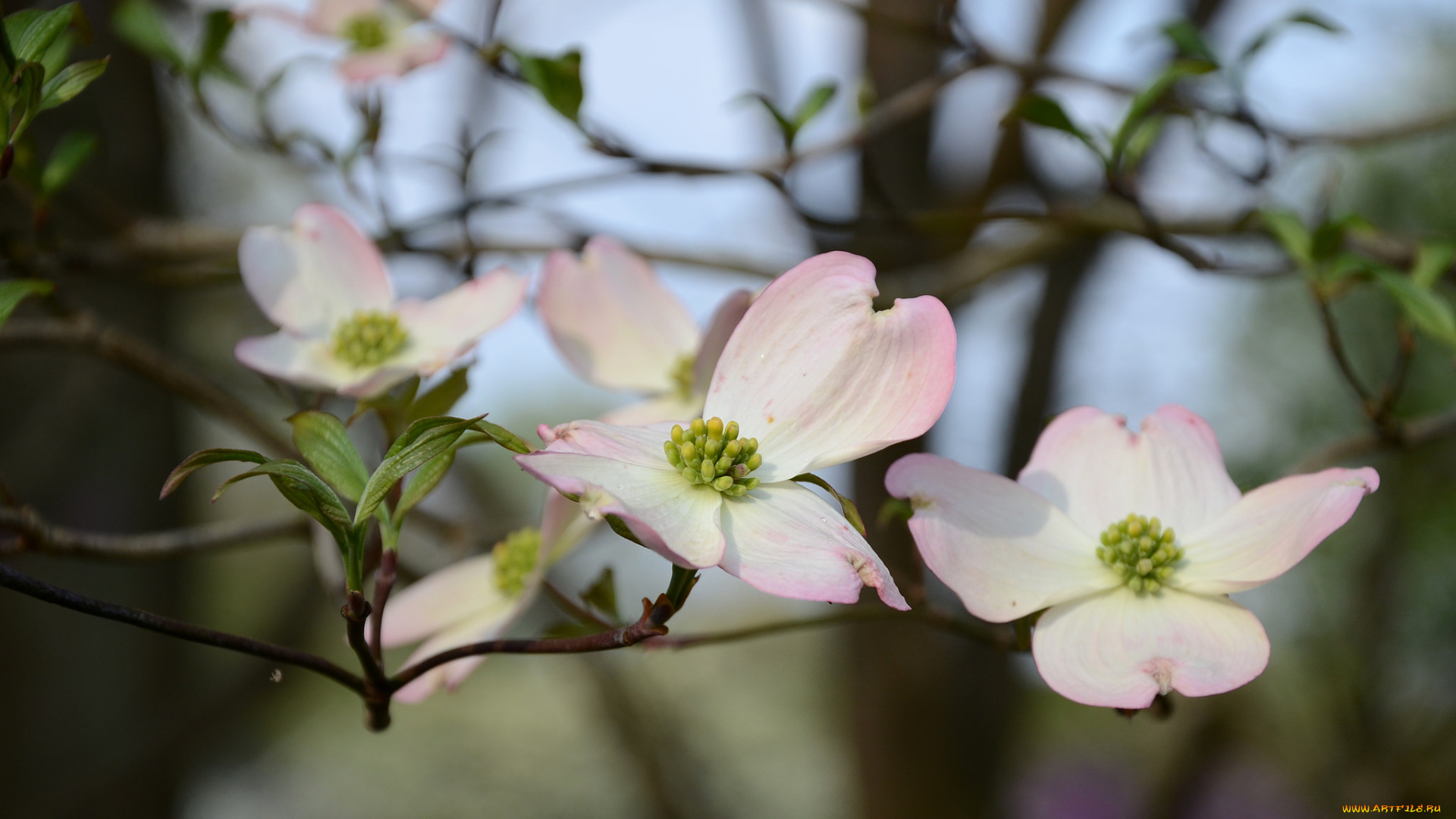 цветы, кизил