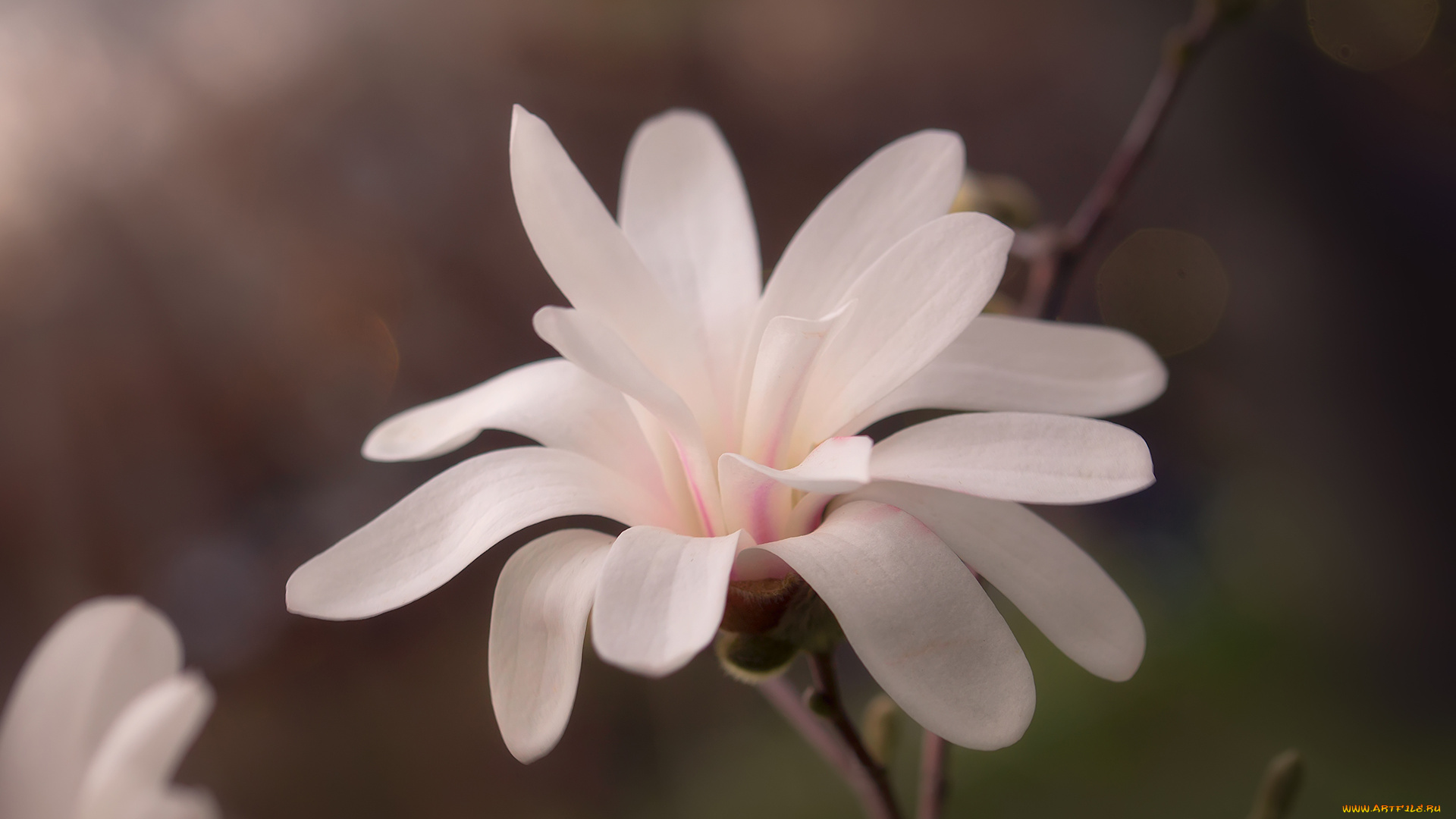 цветы, магнолии, цветение, ветка, цветок, магнолия