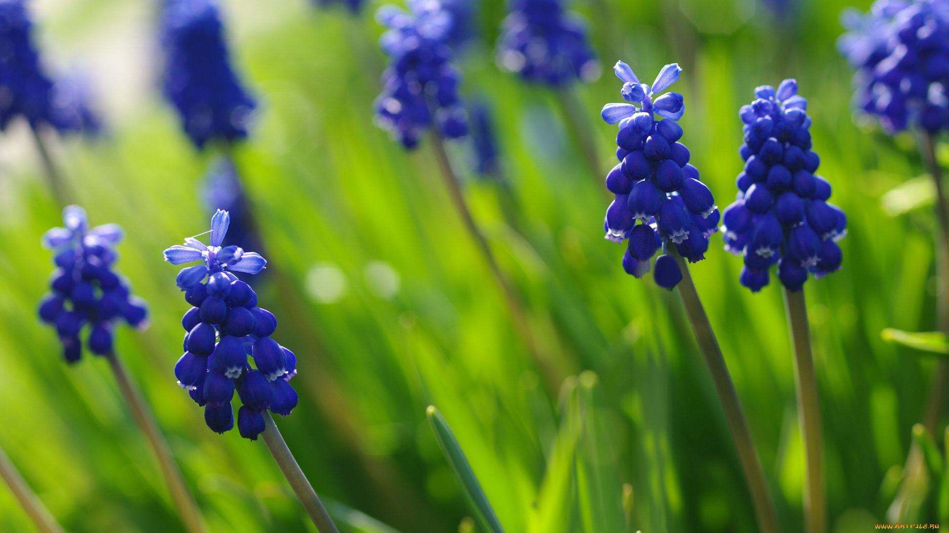 цветы, мускари, май, луковичные, красота, растения, природа, флора, синий, цвет, мышиный, гиацинт, макро, дача, весна