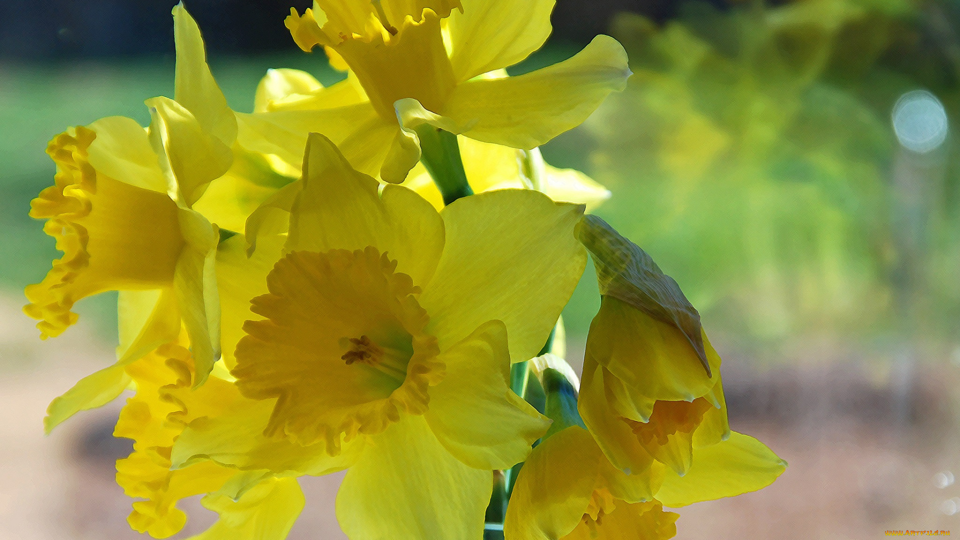 цветы, нарциссы