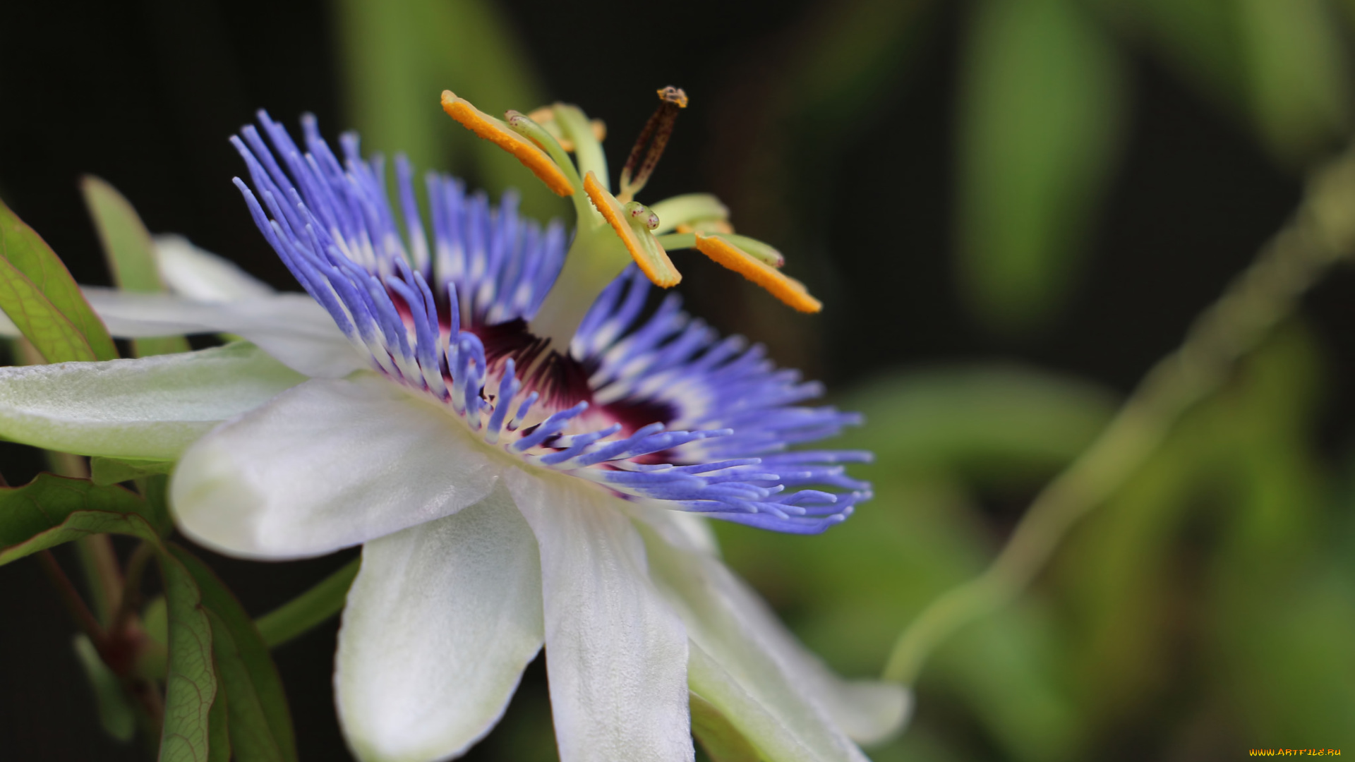 цветы, пассифлора, экзотика