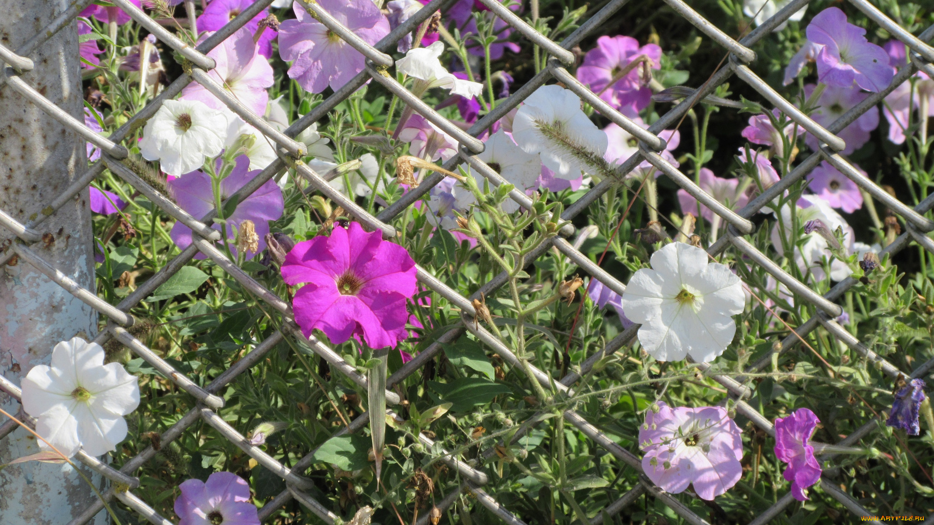 цветы, петунии, , калибрахоа