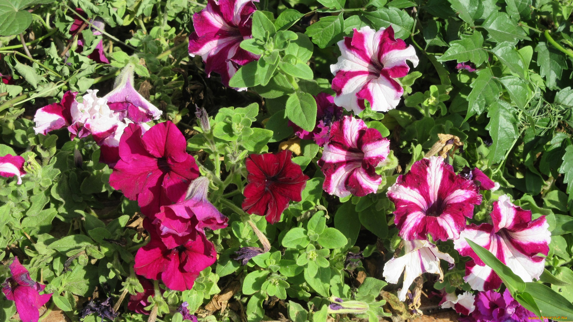 цветы, петунии, , калибрахоа