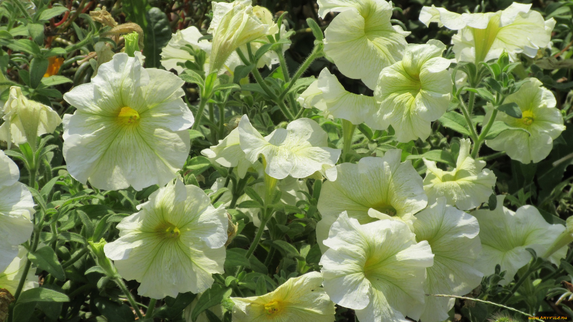 цветы, петунии, , калибрахоа