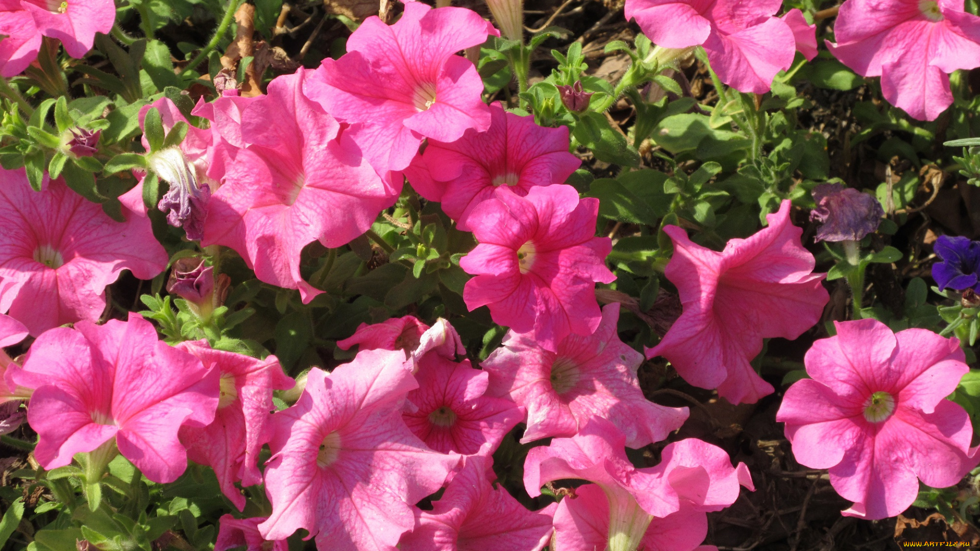 цветы, петунии, , калибрахоа