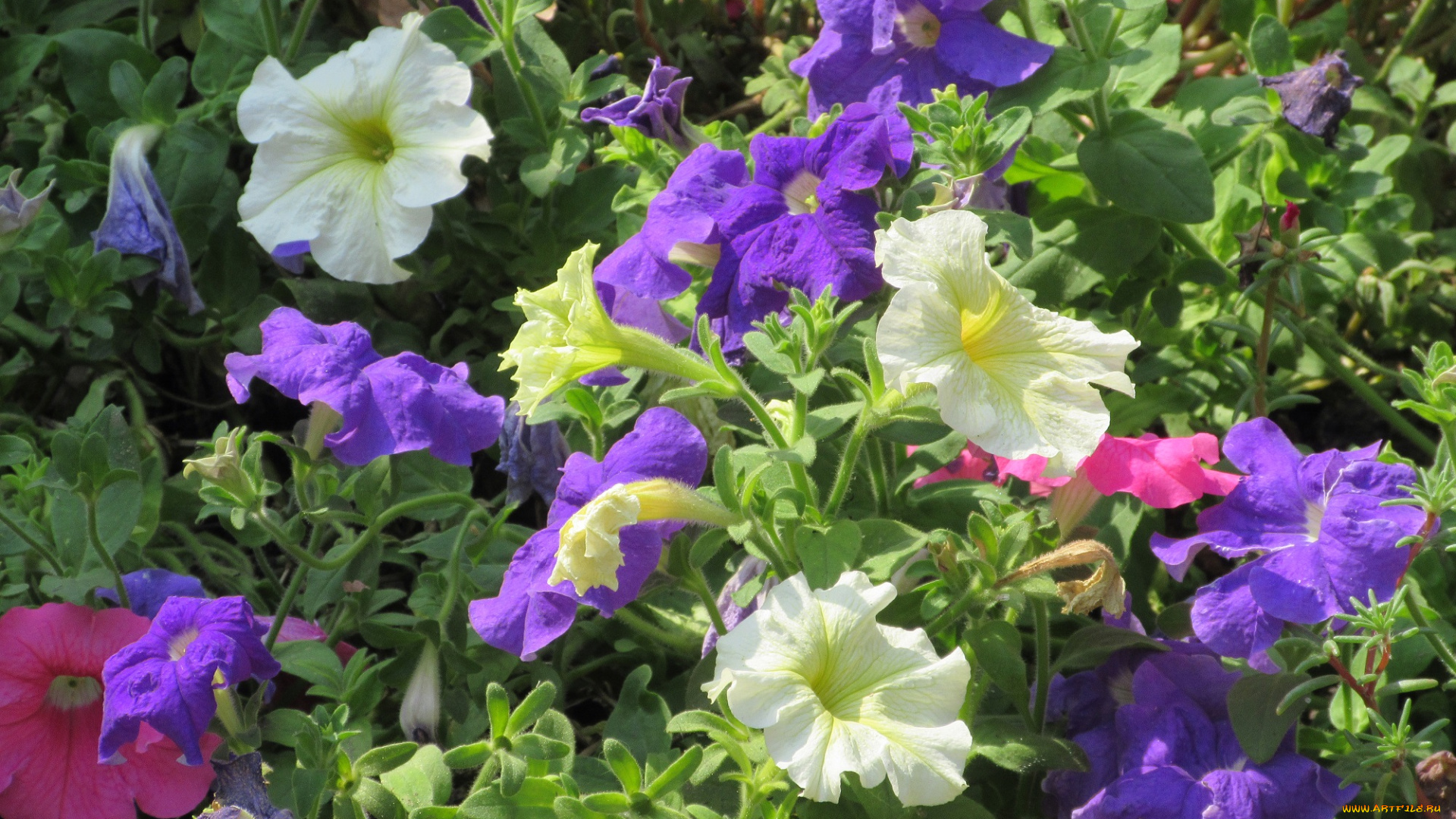 цветы, петунии, , калибрахоа