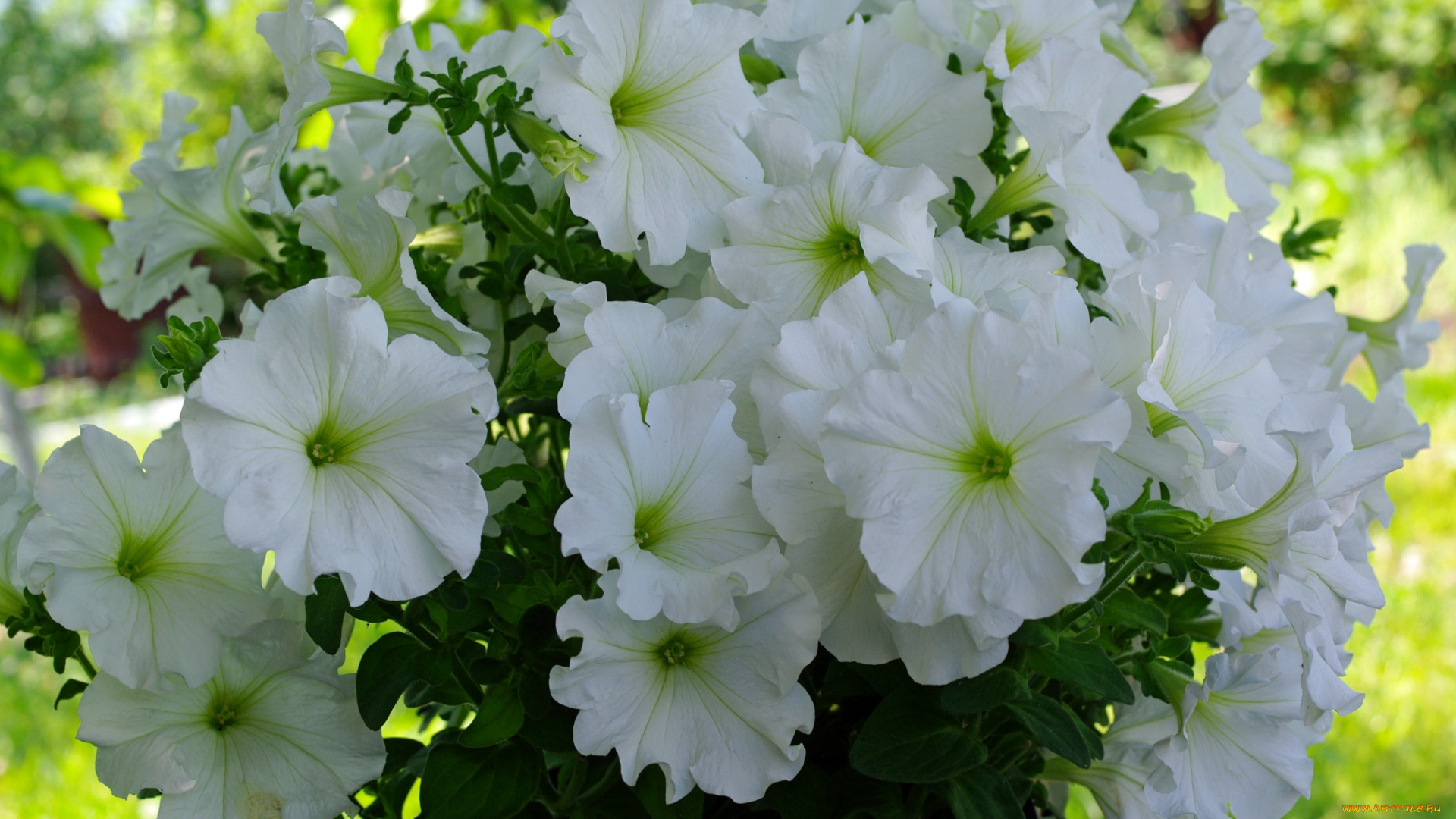 цветы, петунии, , калибрахоа, однолетники, нежность, июль, флора, петунья, позитив, природа, красота, лето