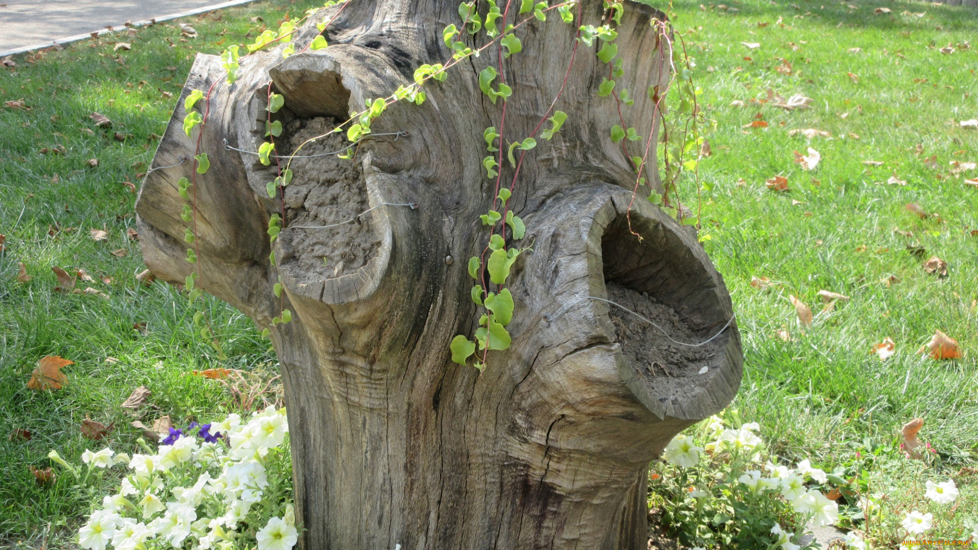 цветы, петунии, , калибрахоа, пень