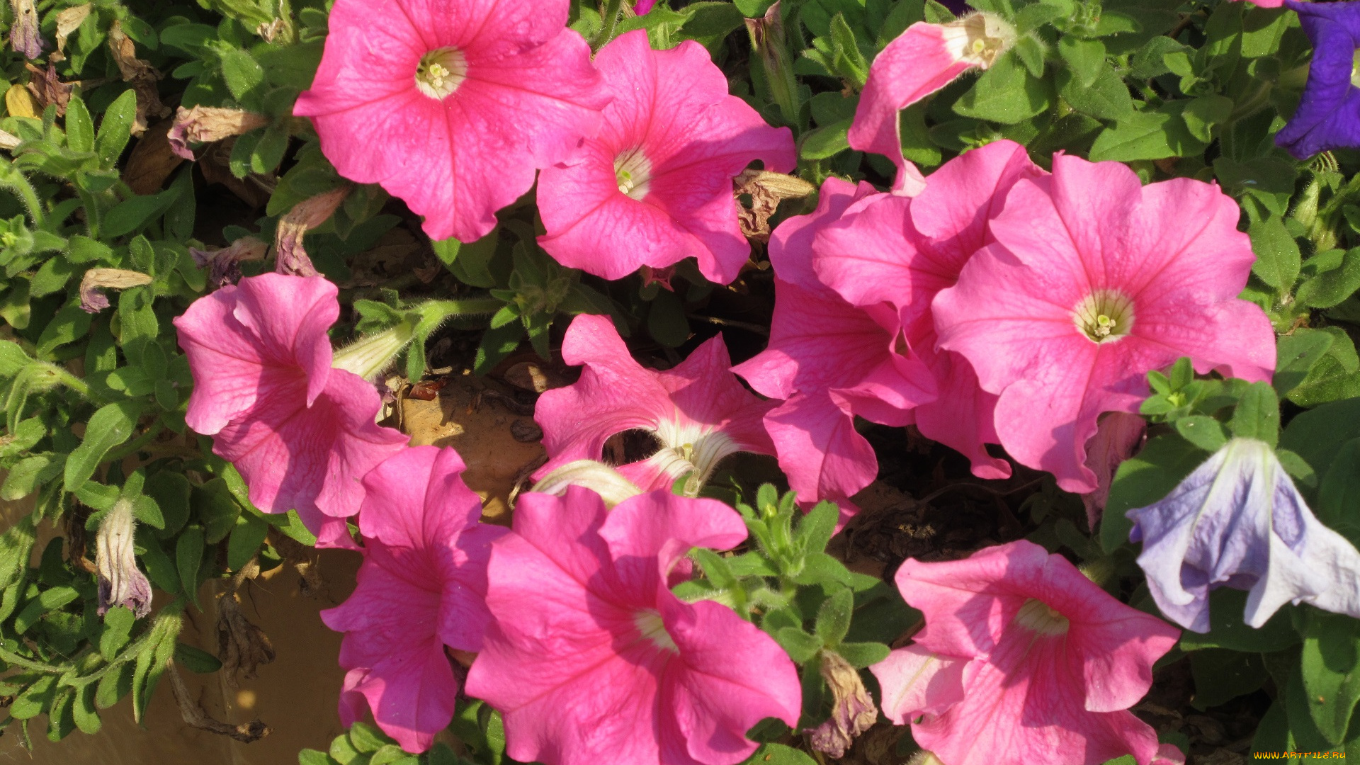 цветы, петунии, , калибрахоа, розовые