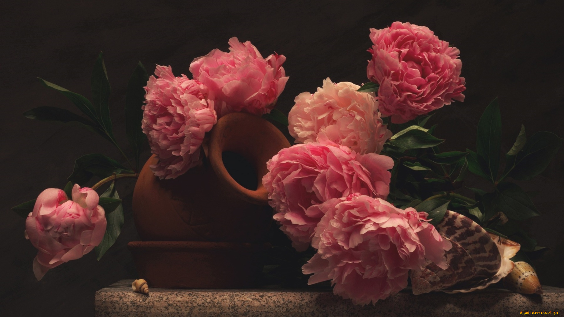 цветы, пионы, кувшин, ракушки