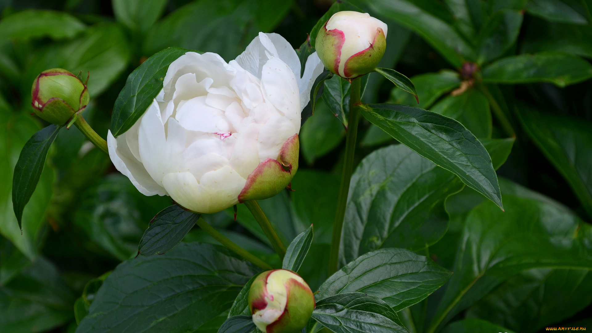 цветы, пионы, пион