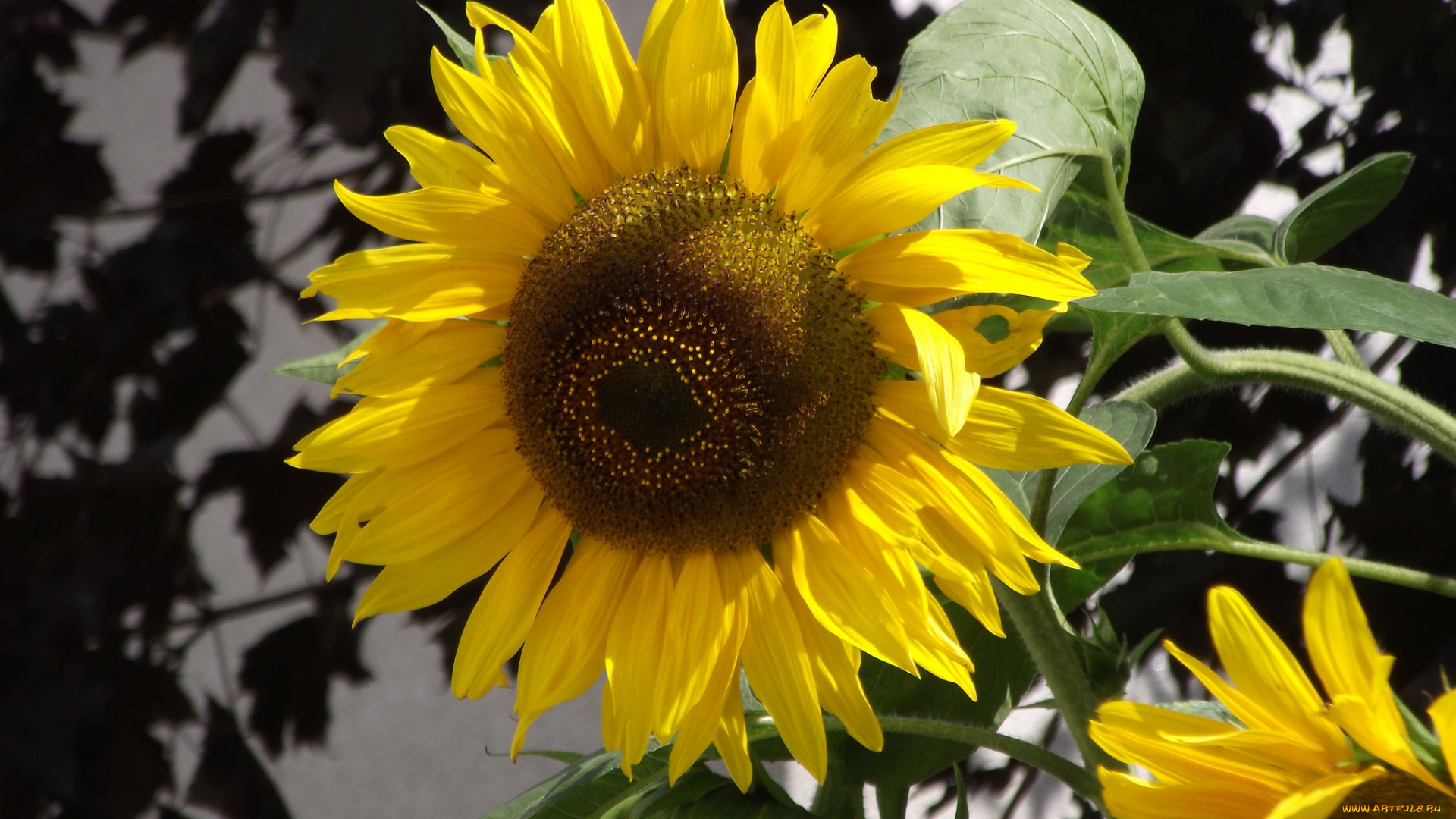 цветы, подсолнухи