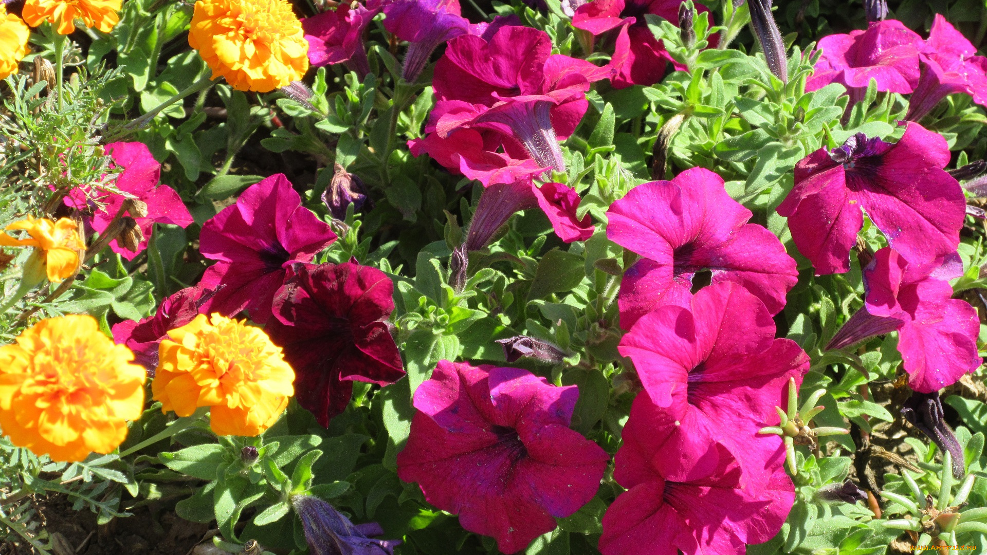 цветы, разные, вместе, клумба