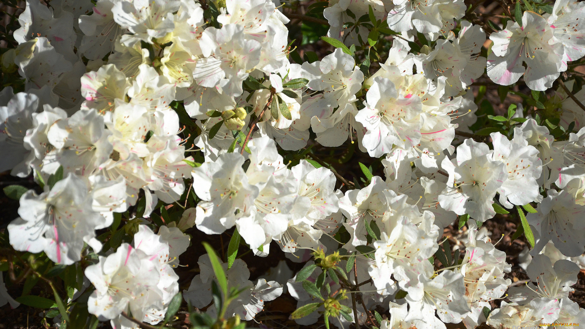 цветы, рододендроны, , азалии