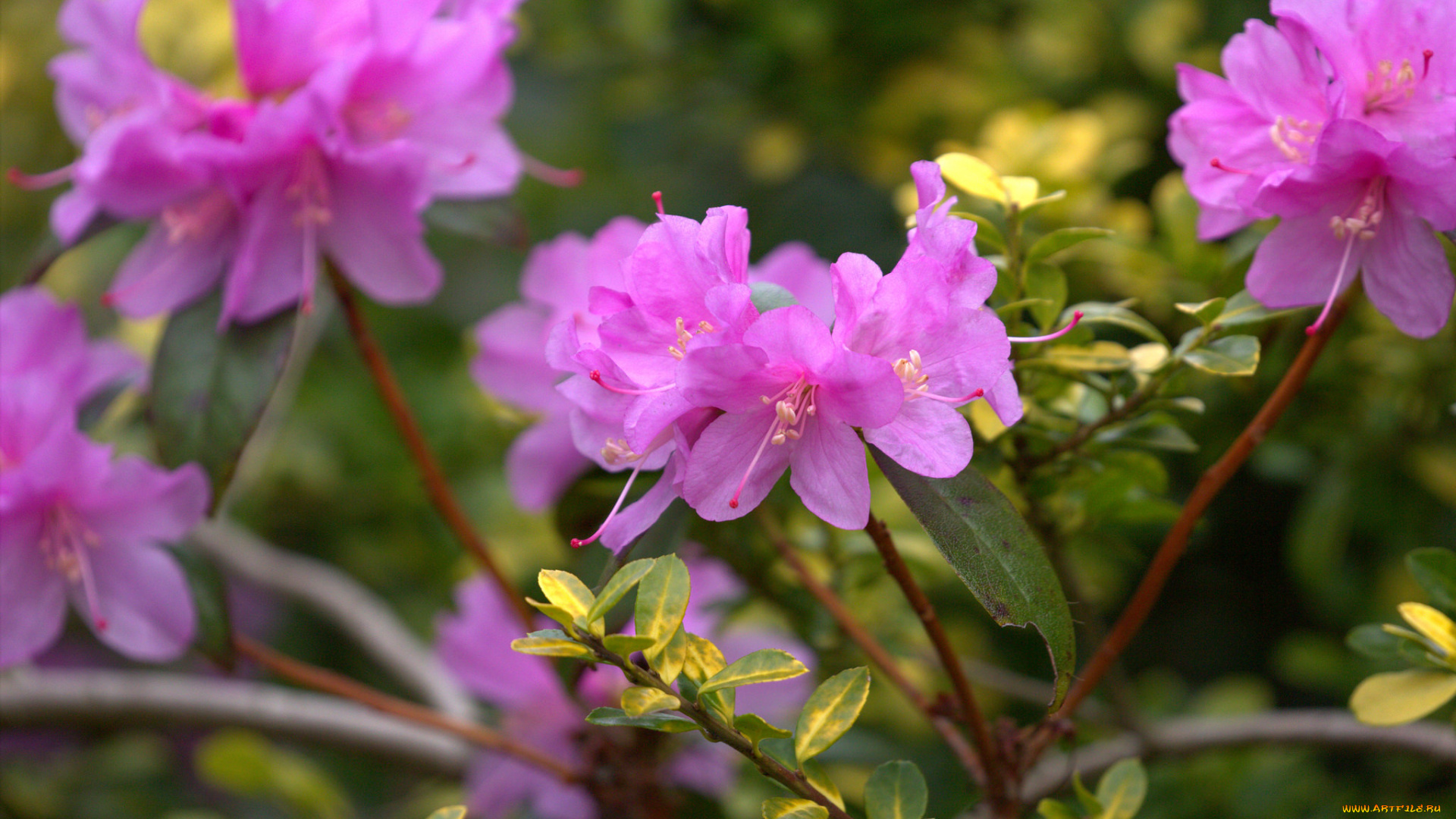 цветы, рододендроны, , азалии