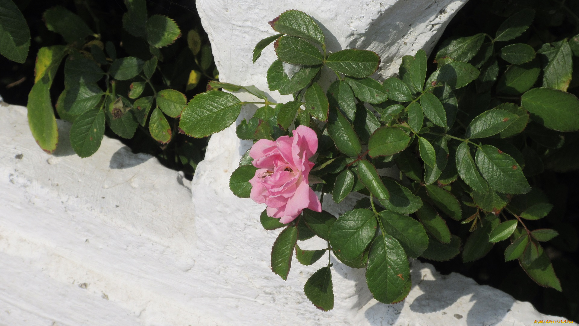 цветы, розы, роза