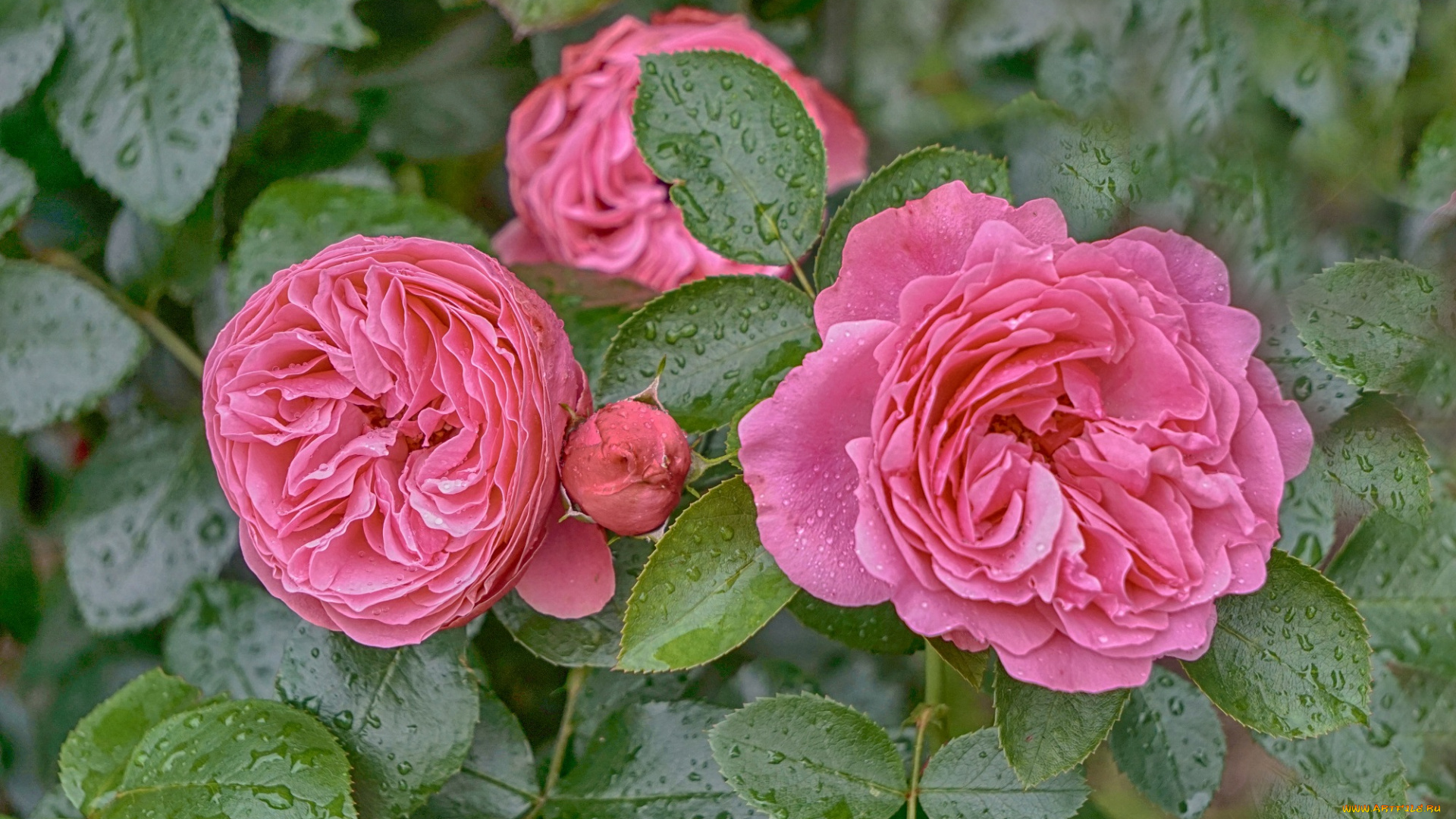 цветы, розы, розарий, флора