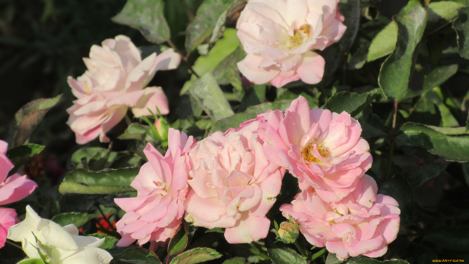 цветы, розы, розовые