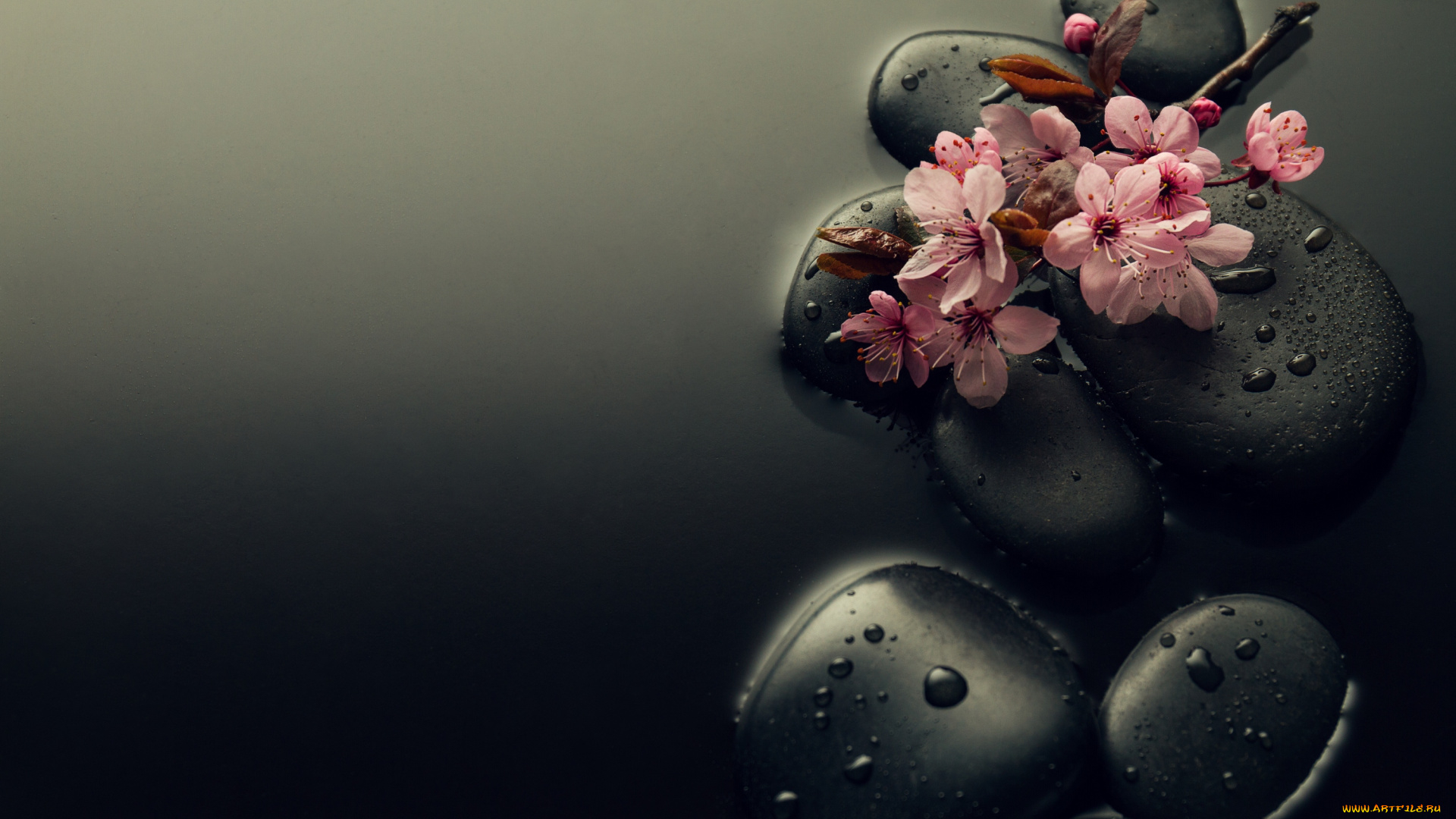 цветы, сакура, , вишня, вода, камни, капли, ветка