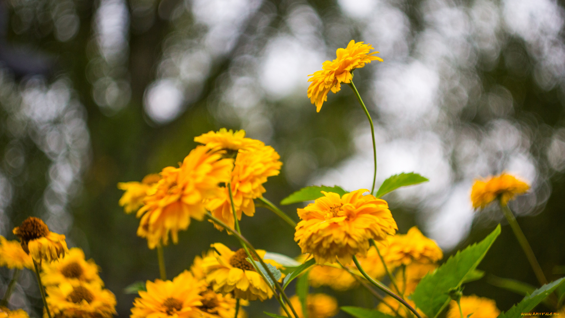 цветы, жёлтые