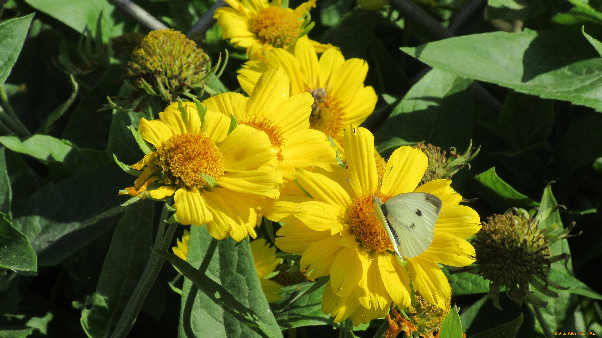 цветы, жёлтые