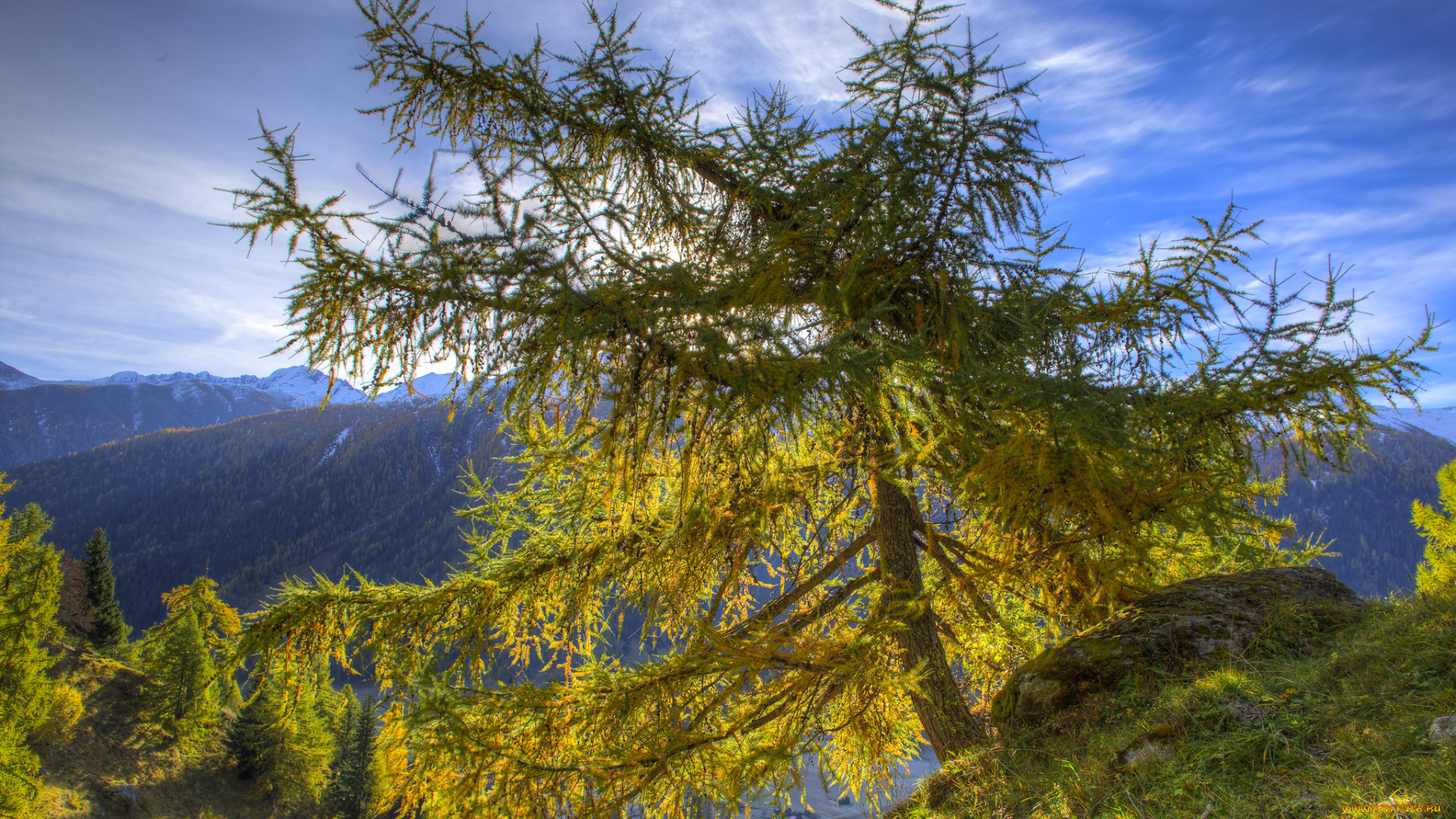 природа, деревья, простор