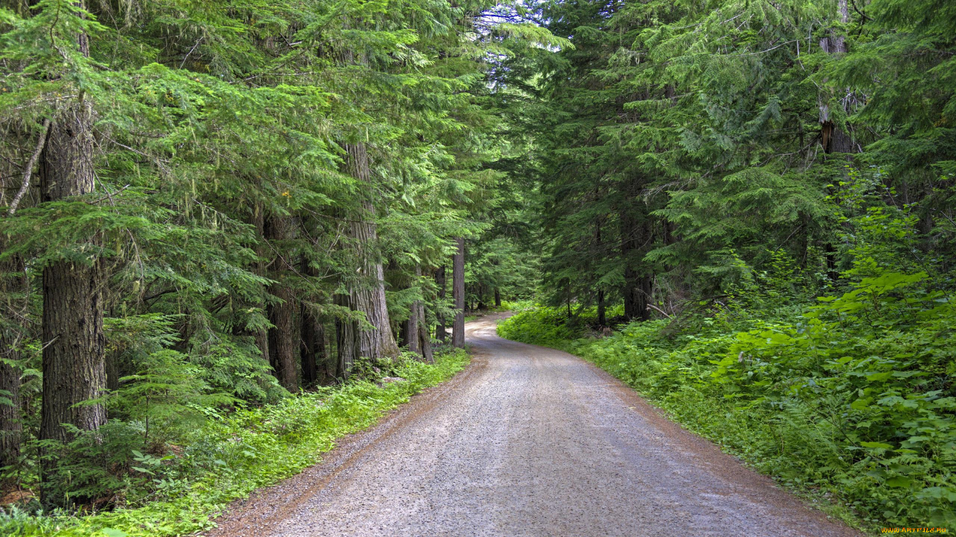природа, дороги, деревья, лес, пейзаж, дорога